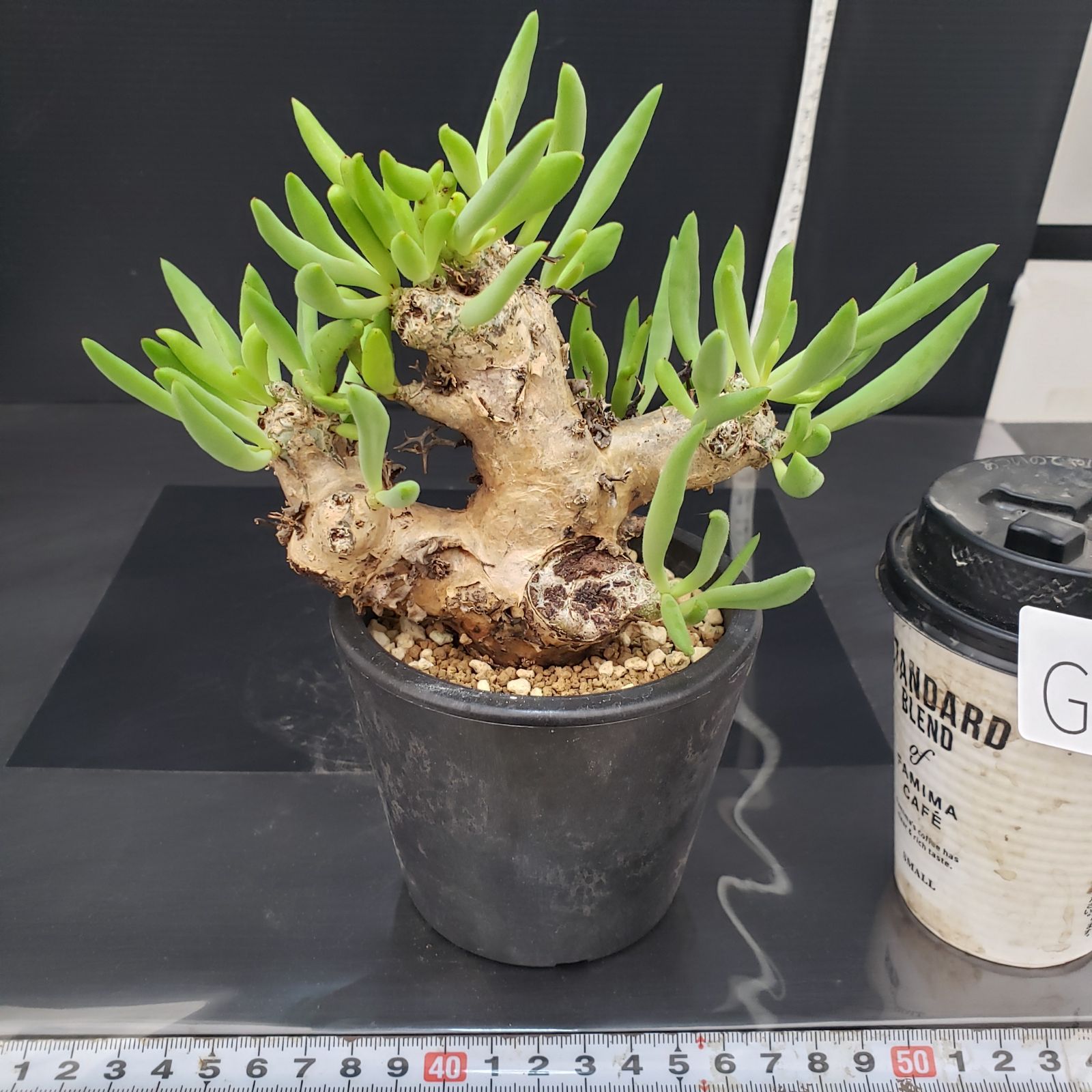 G404【自社養生株】チレコドン レティキュラータス 万物想（現地球・発