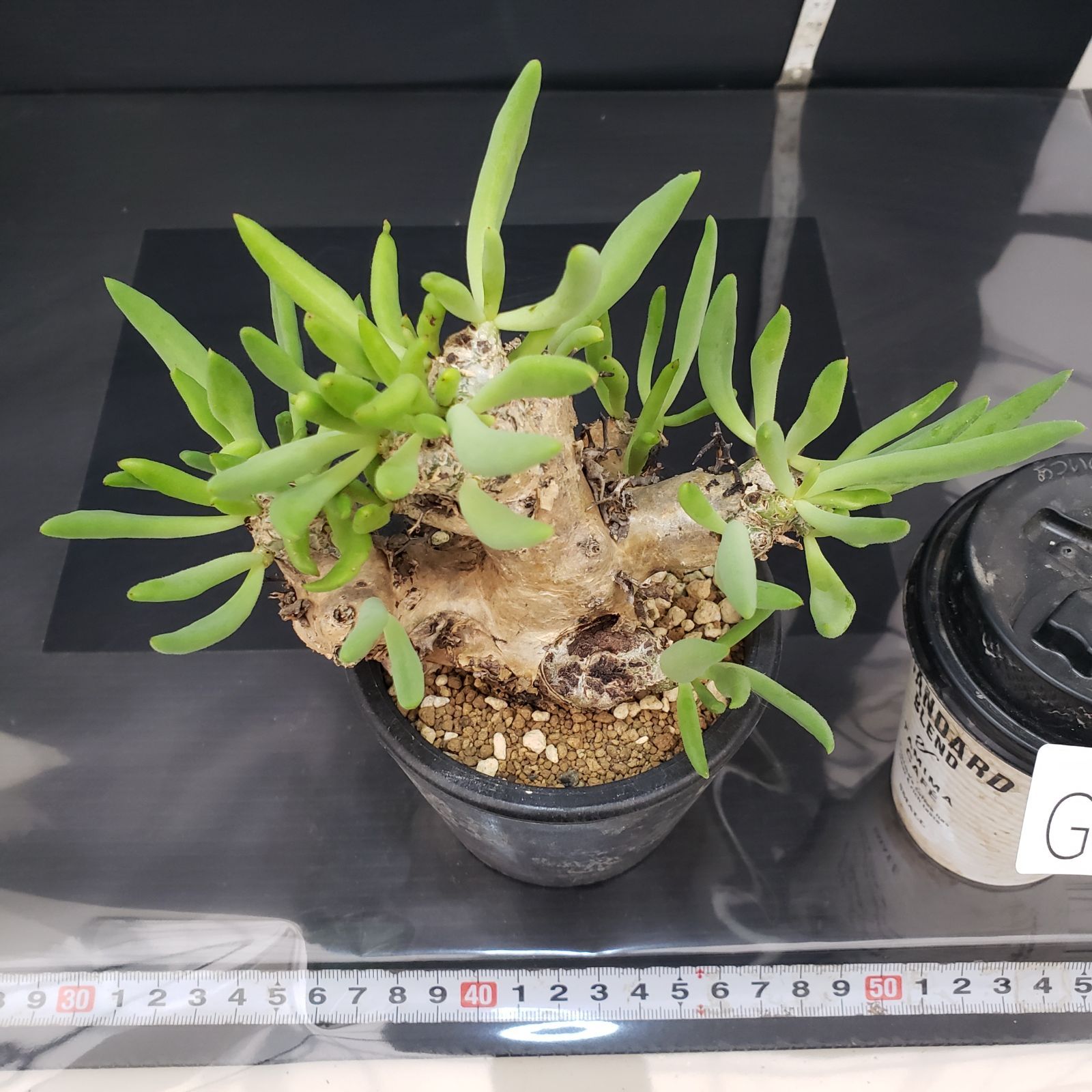 G404【自社養生株】チレコドン レティキュラータス 万物想（現地球・発