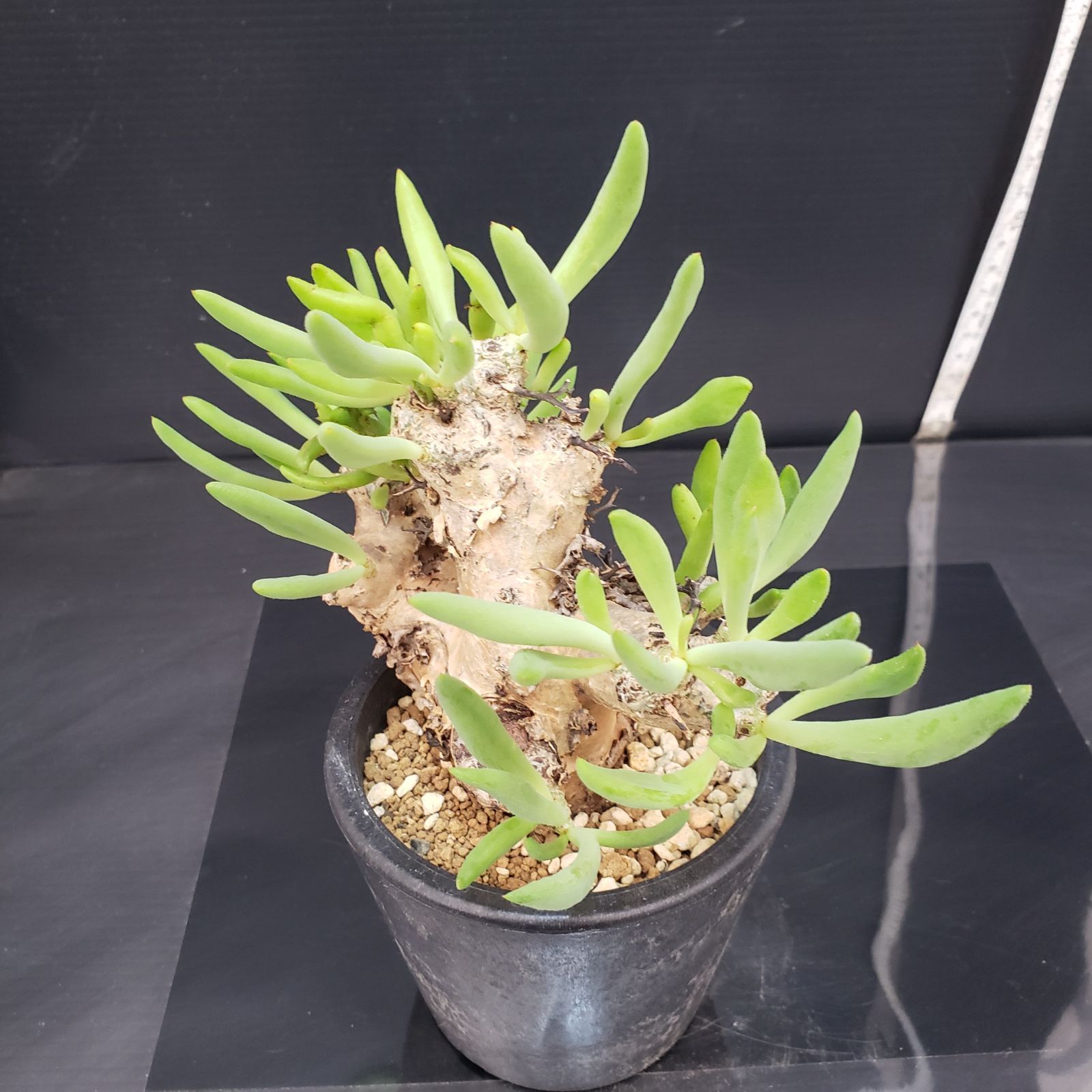 G404【自社養生株】チレコドン レティキュラータス 万物想（現地球・発