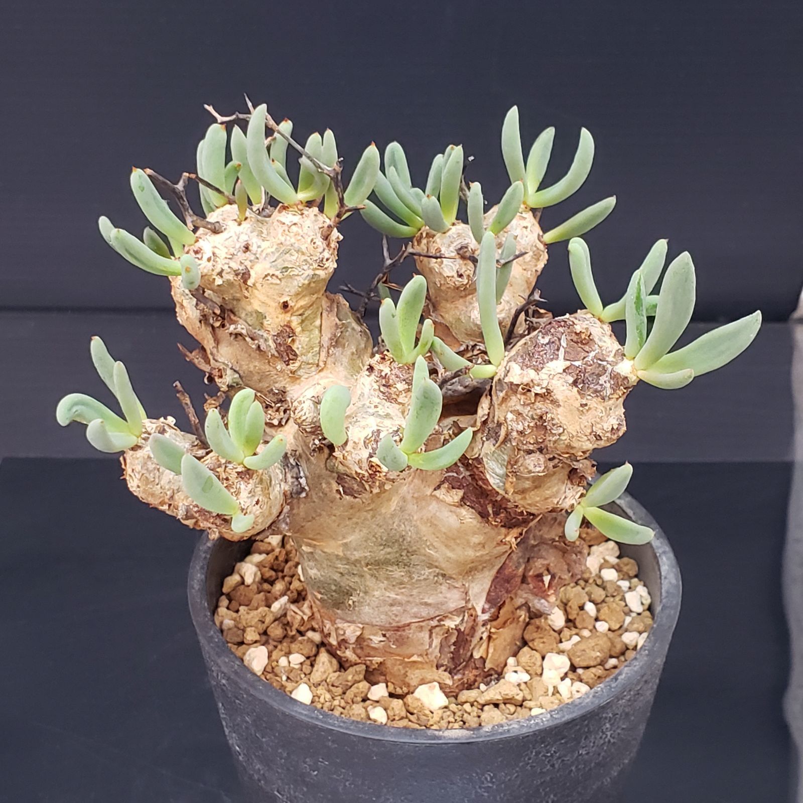 G405【自社養生株】チレコドン レティキュラータス 万物想（現地球・発