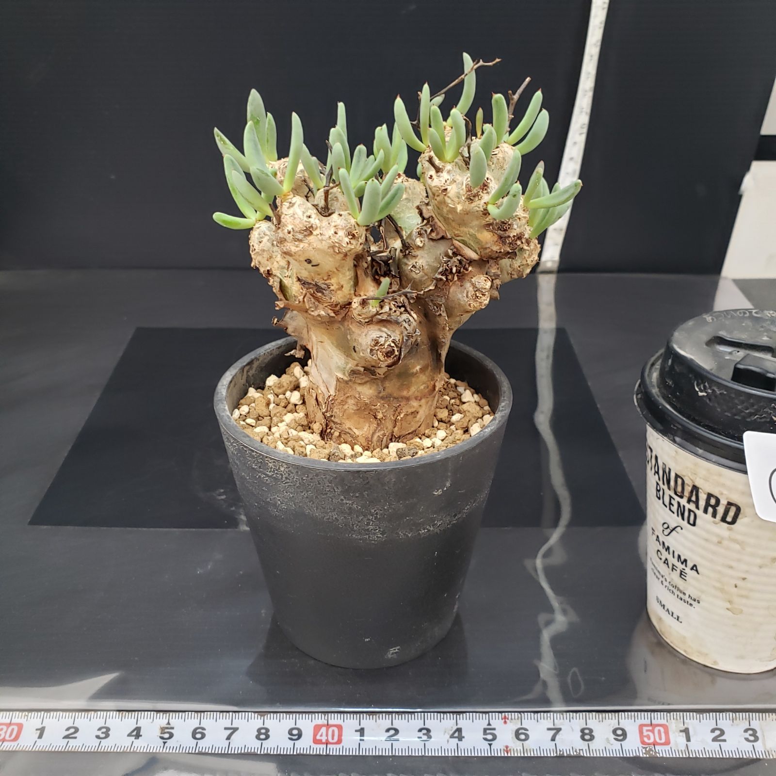 G405【自社養生株】チレコドン レティキュラータス 万物想（現地球・発