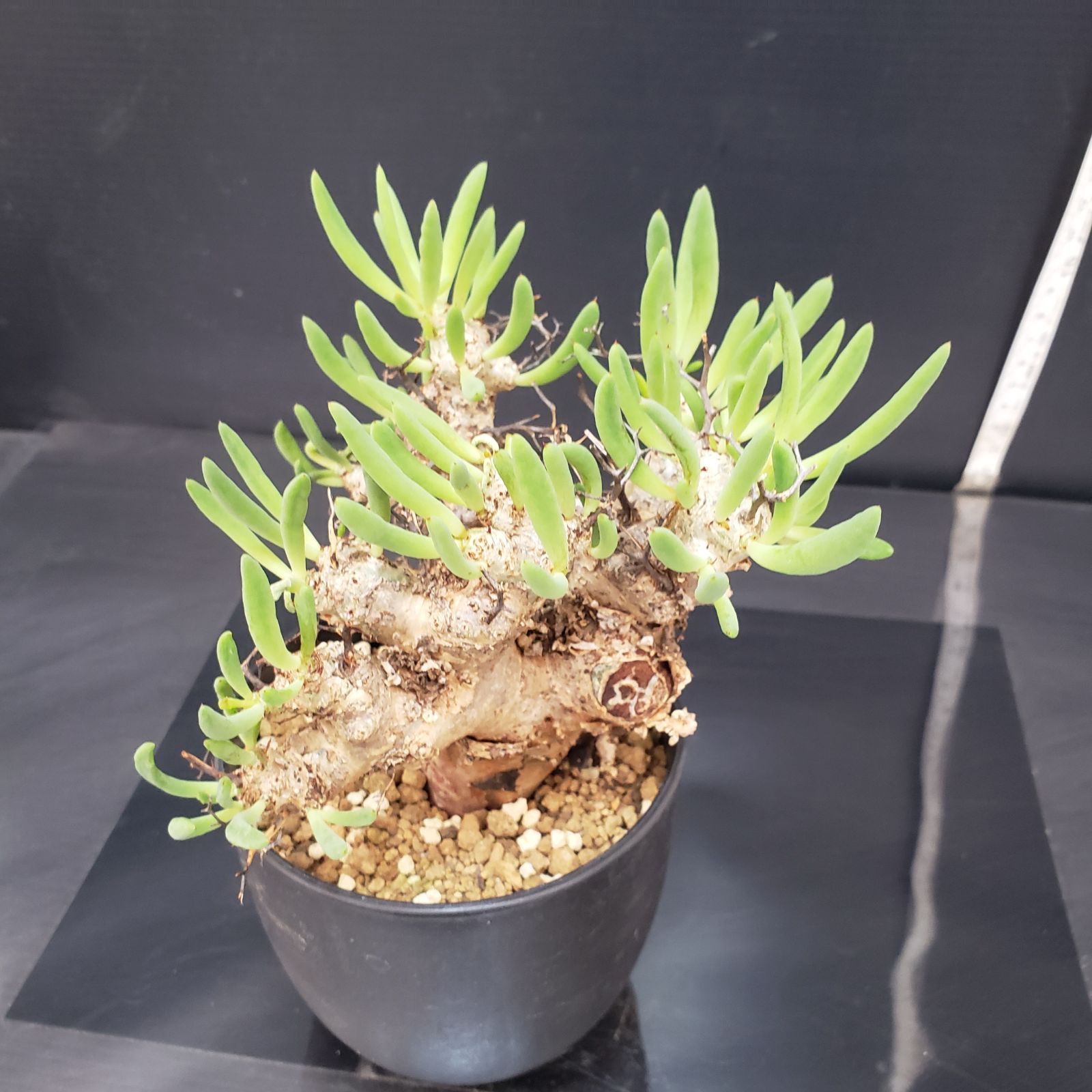 G406【自社養生株】チレコドン レティキュラータス 万物想（現地球・発