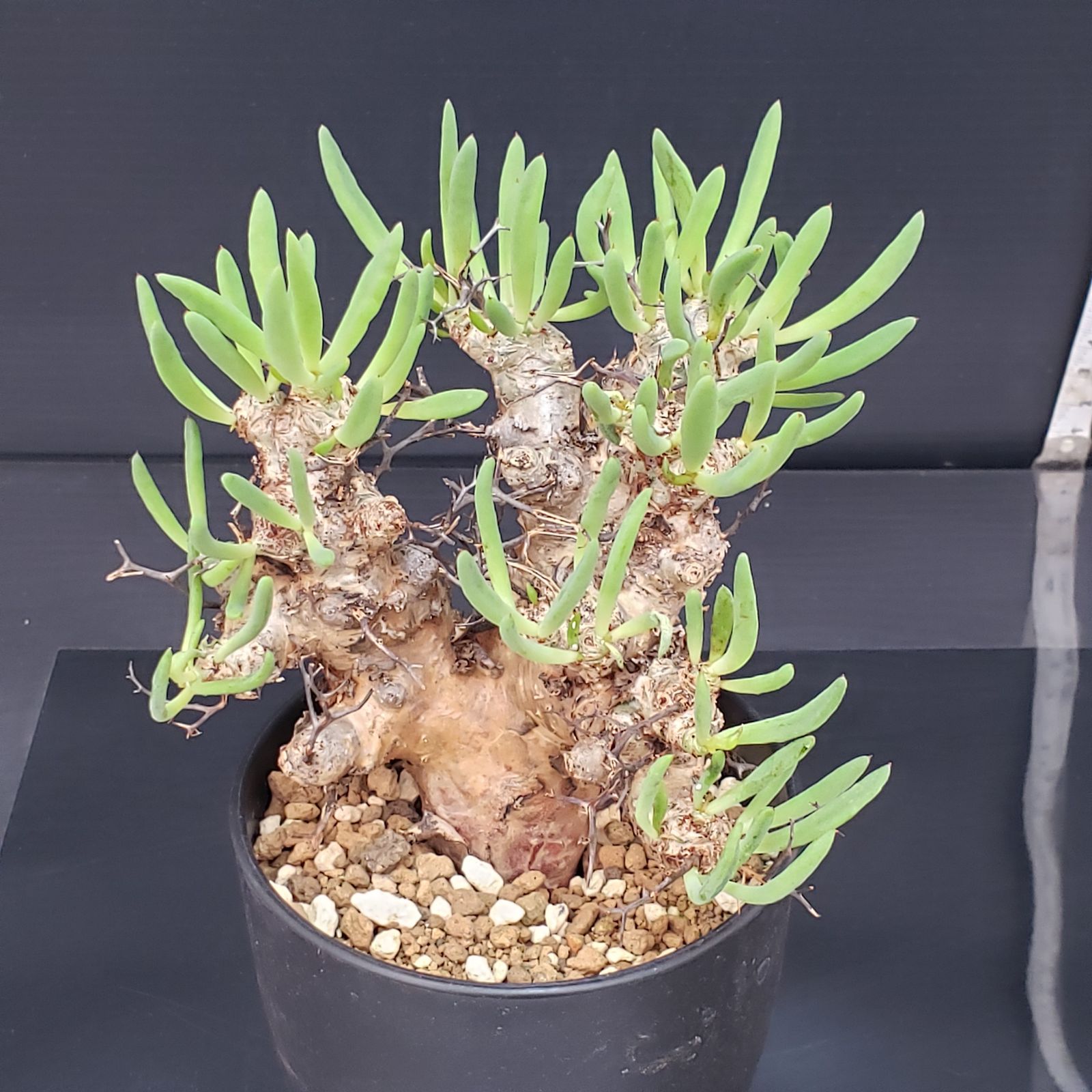 G406【自社養生株】チレコドン レティキュラータス 万物想（現地球・発