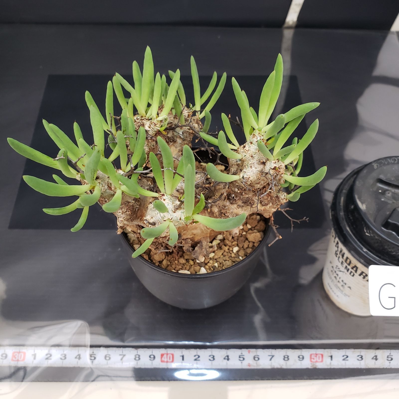 G406【自社養生株】チレコドン レティキュラータス 万物想（現地球・発