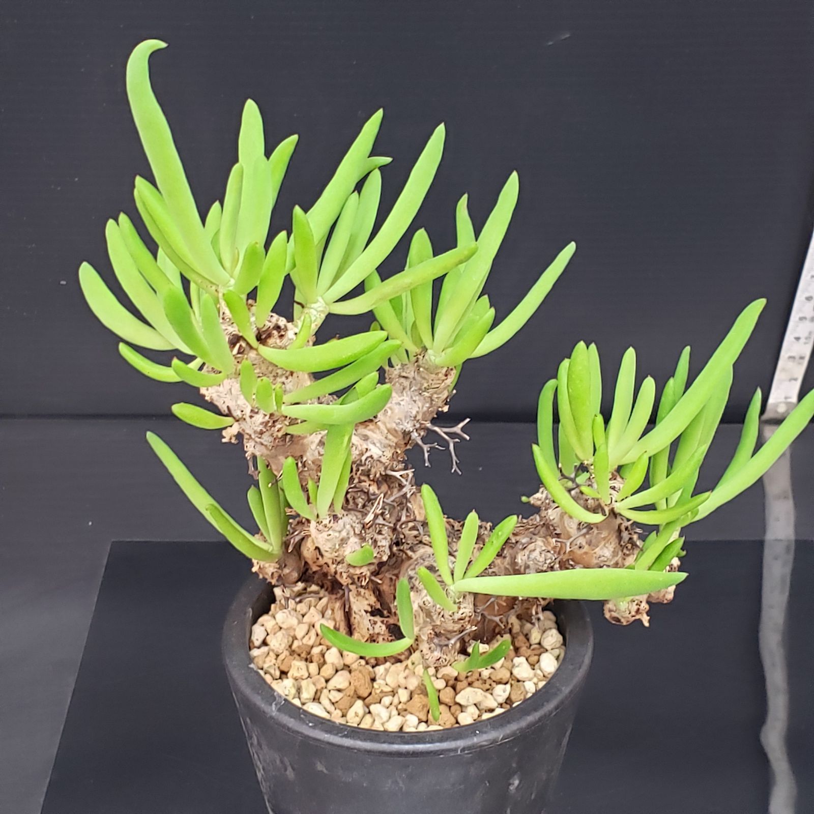 G408【自社養生株】チレコドン レティキュラータス 万物想（現地球・発