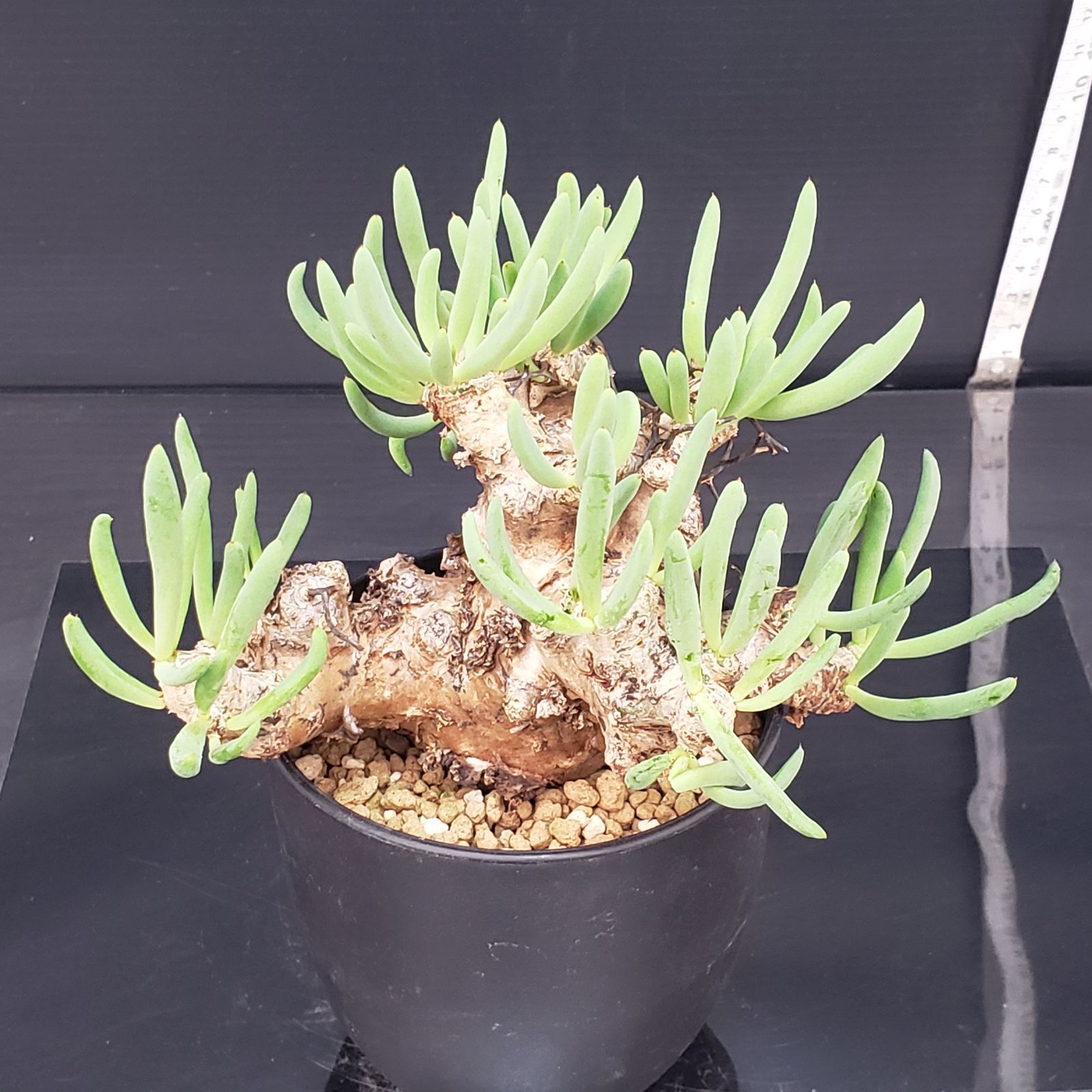 G410【自社養生株】チレコドン レティキュラータス 万物想（現地球・発