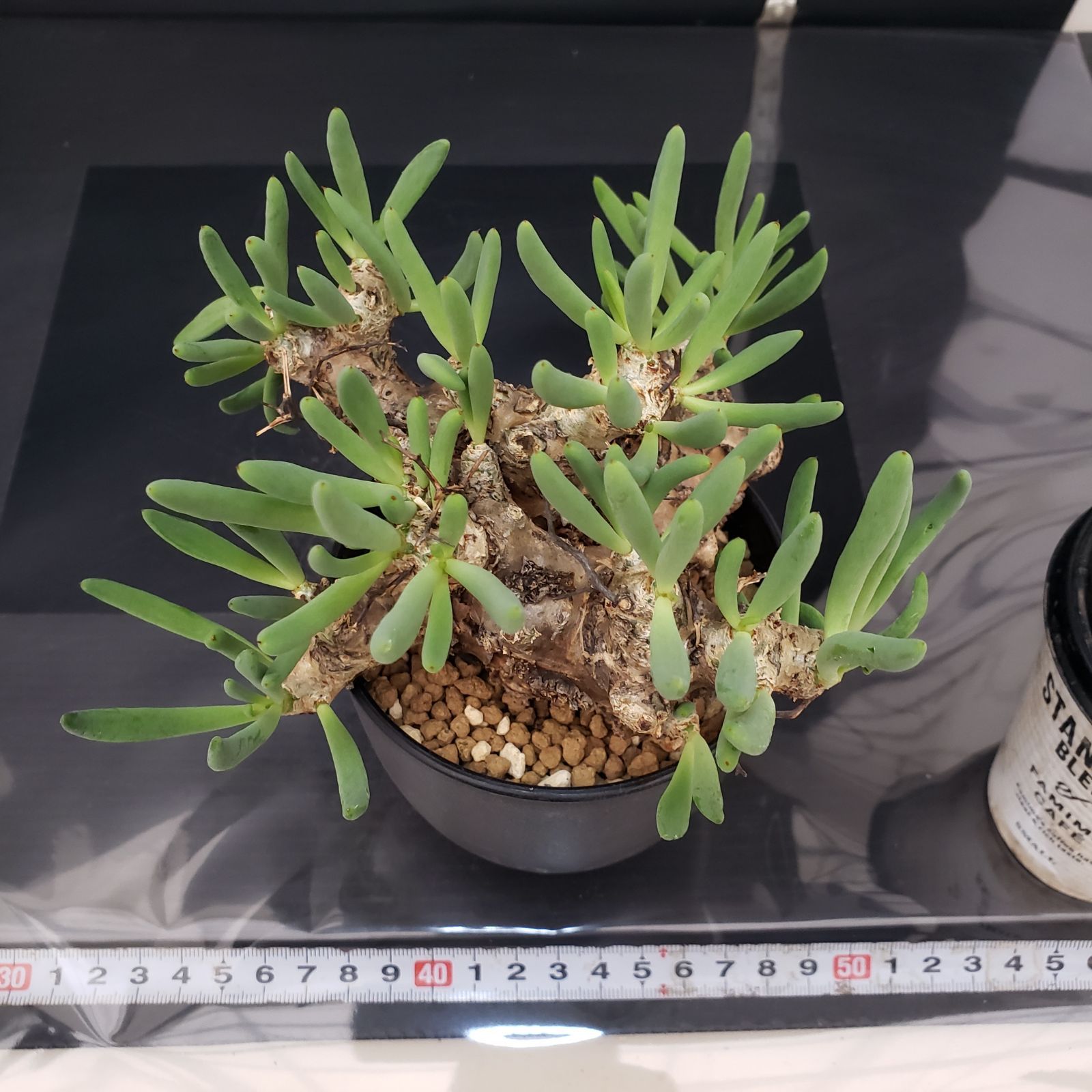 G410【自社養生株】チレコドン レティキュラータス 万物想（現地球・発