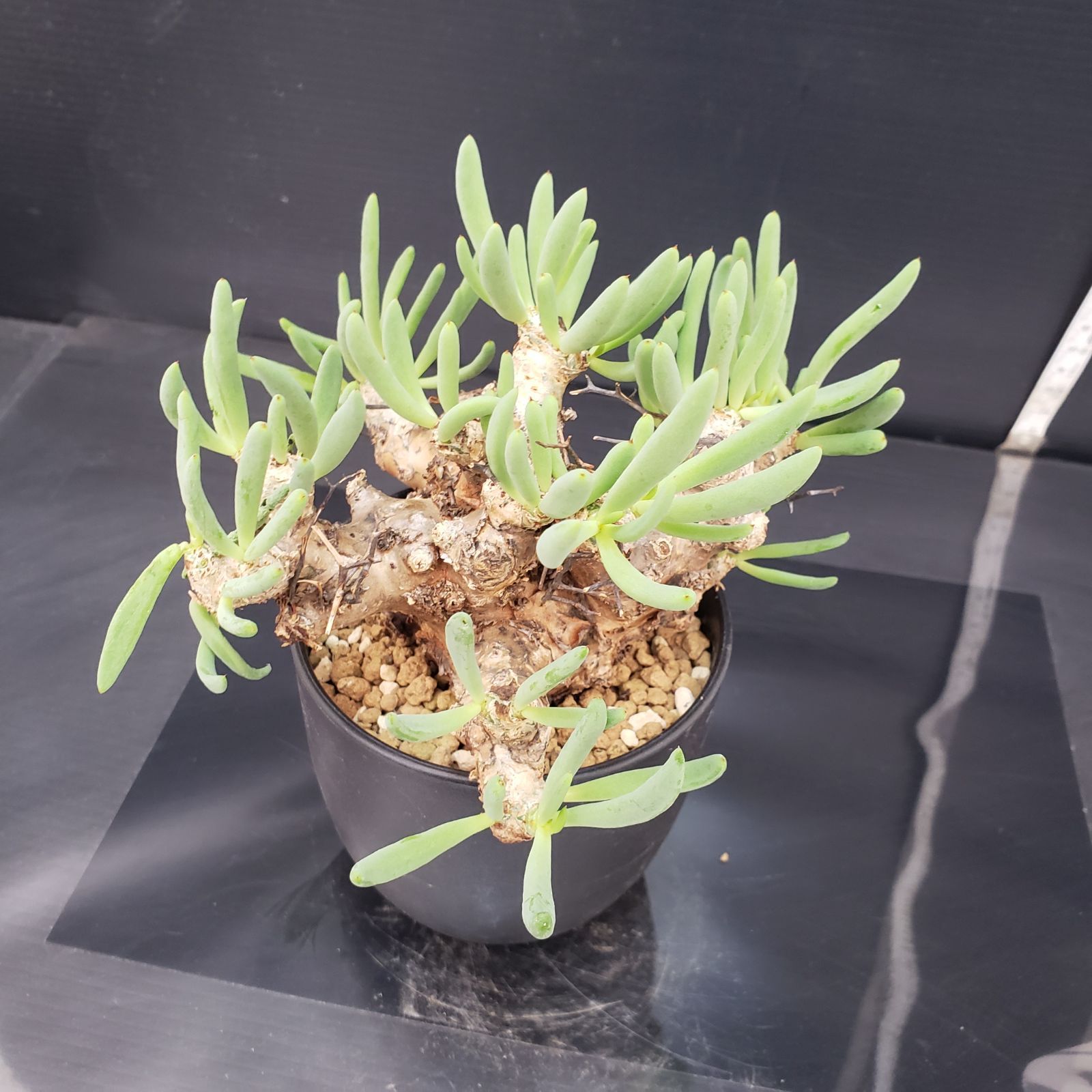 チレコドン　レティキュラータス　万物想　実生苗　開花株 楽天市場】多肉植物 ca チレコドン レティキュラータ 万物想 実生苗