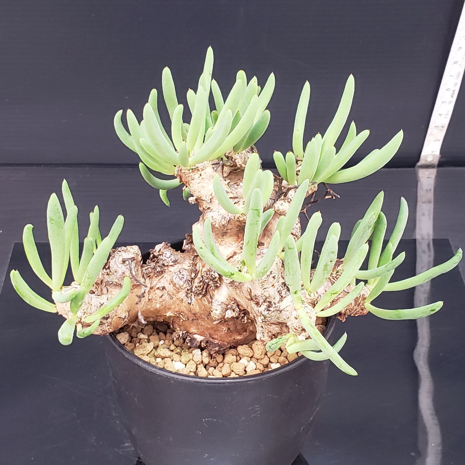 G410【自社養生株】チレコドン レティキュラータス 万物想（現地球・発