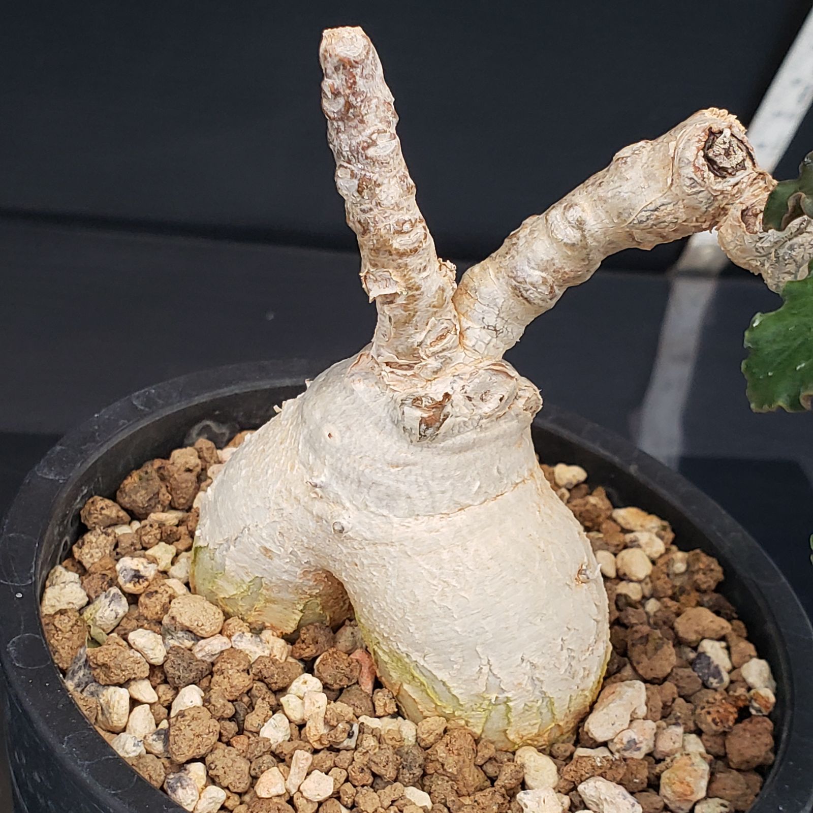 G413【自社養生株】ユーフォルビア アンボボンベンシス（発根株