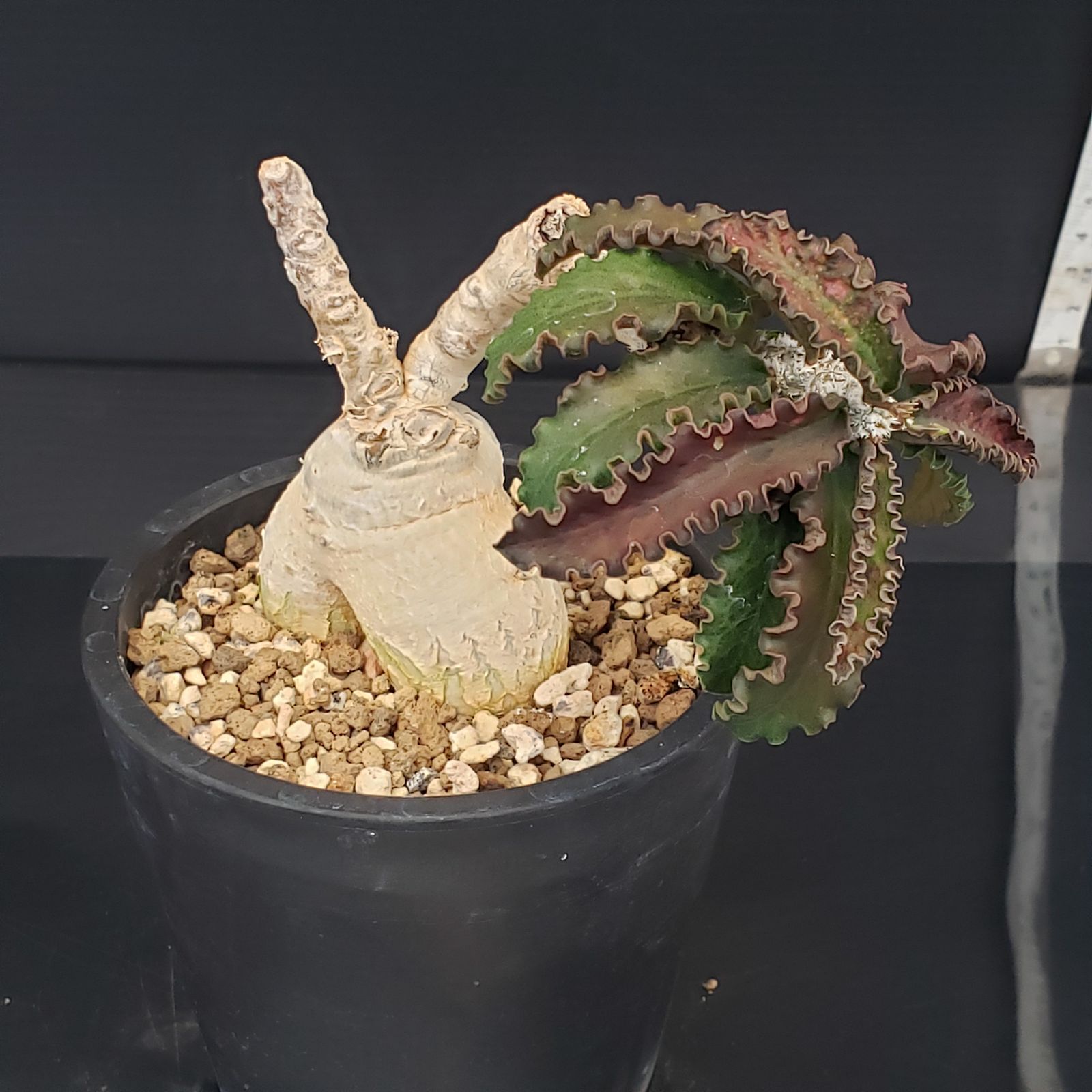 G413【自社養生株】ユーフォルビア アンボボンベンシス（発根株