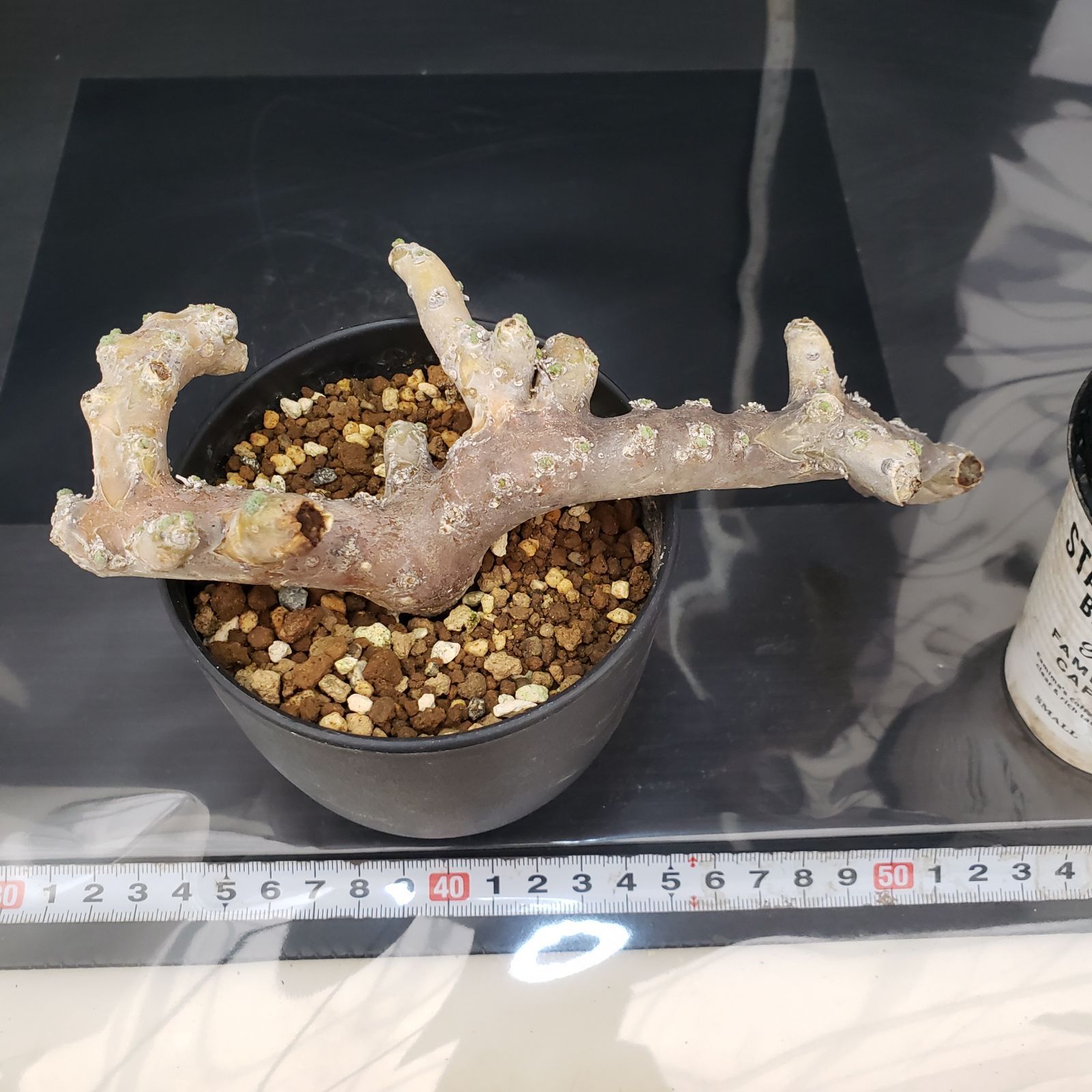 モンソニア・ムルチフィダ（現地株、発根済み、大株） モンソニア・ムルチフィダ（現地株、発根済み、大株） モンソニア