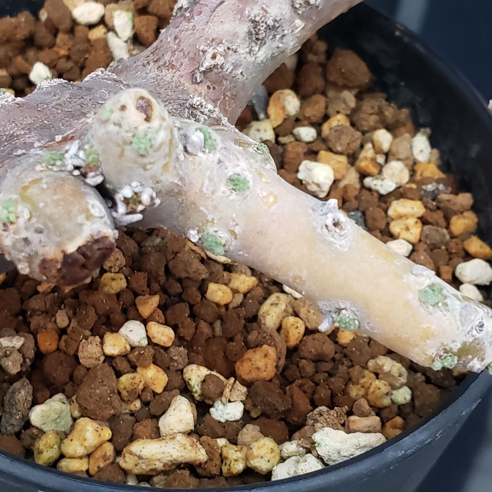 G414【自社養生株】モンソニア ムルチフィダ（現地球・発根未確認株