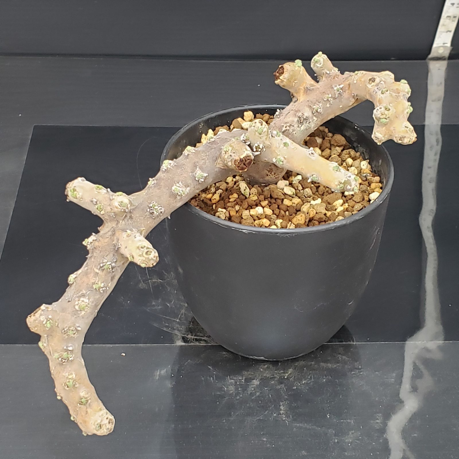 G414【自社養生株】モンソニア ムルチフィダ（現地球・発根未確認株