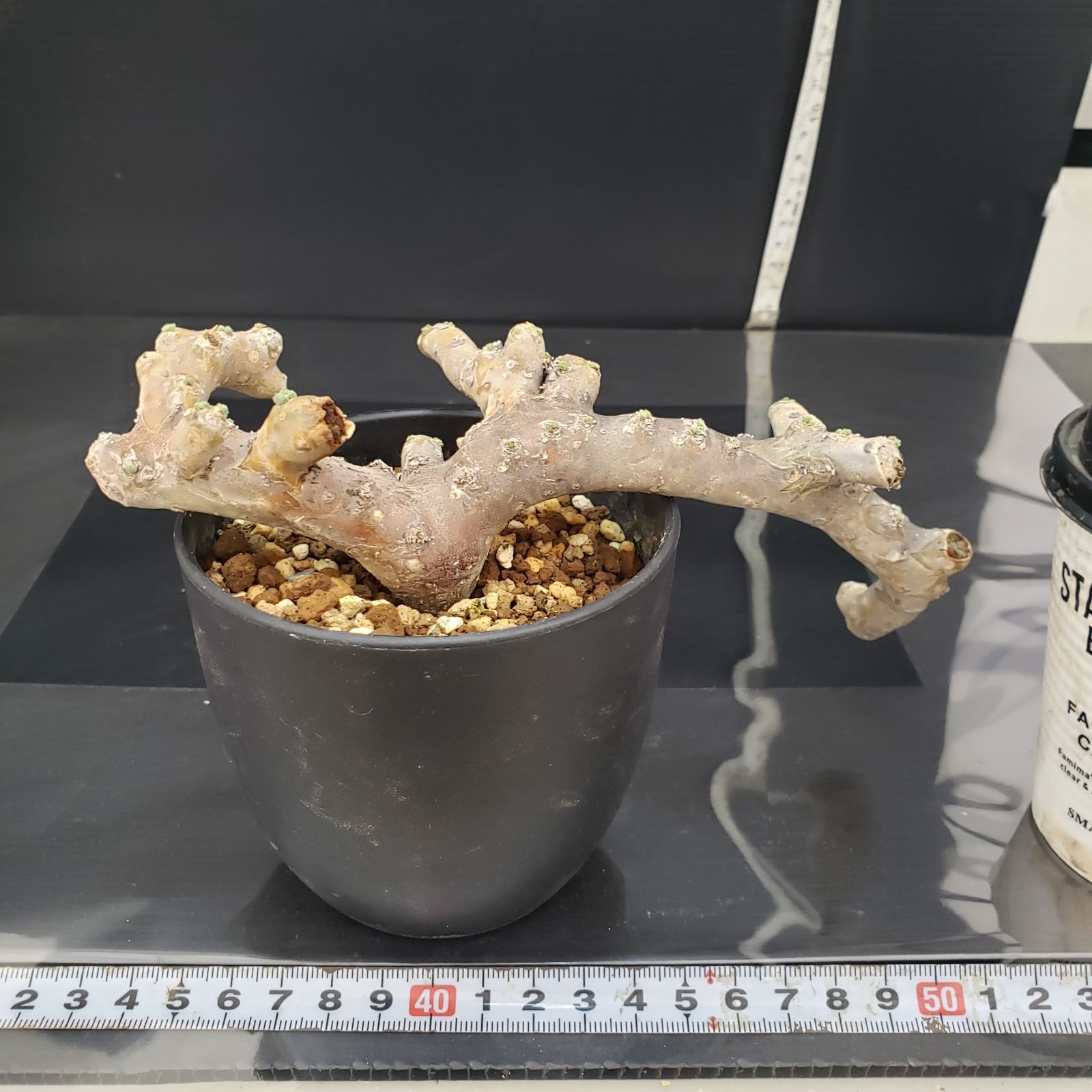 G414【自社養生株】モンソニア ムルチフィダ（現地球・発根未確認株