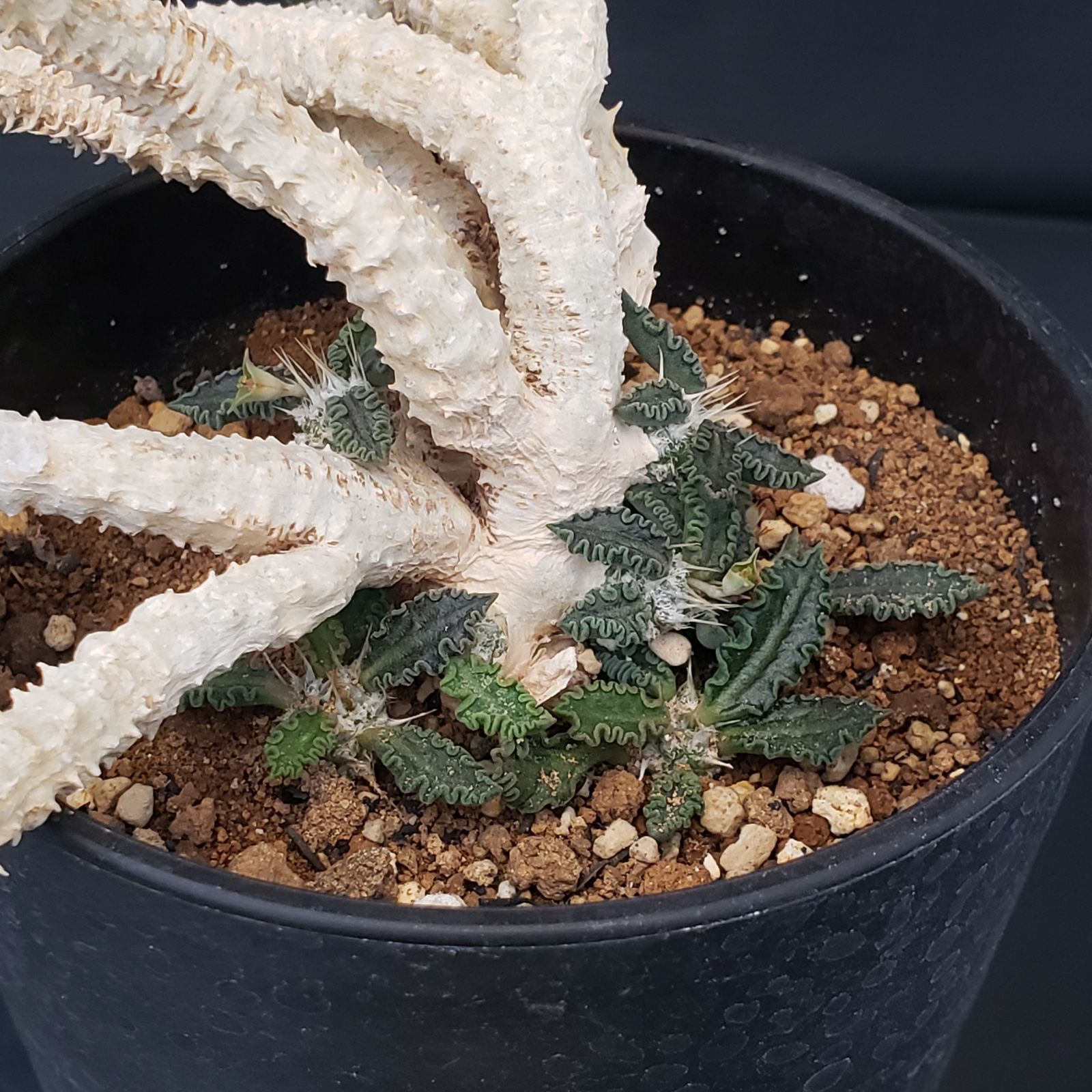 ユーフォルビア　アルブスクラ　挿木　発根済み　コーデックス　塊根植物 ユーフォルビア アルブスクラ 挿木 発根済み コーデックス 塊根植物