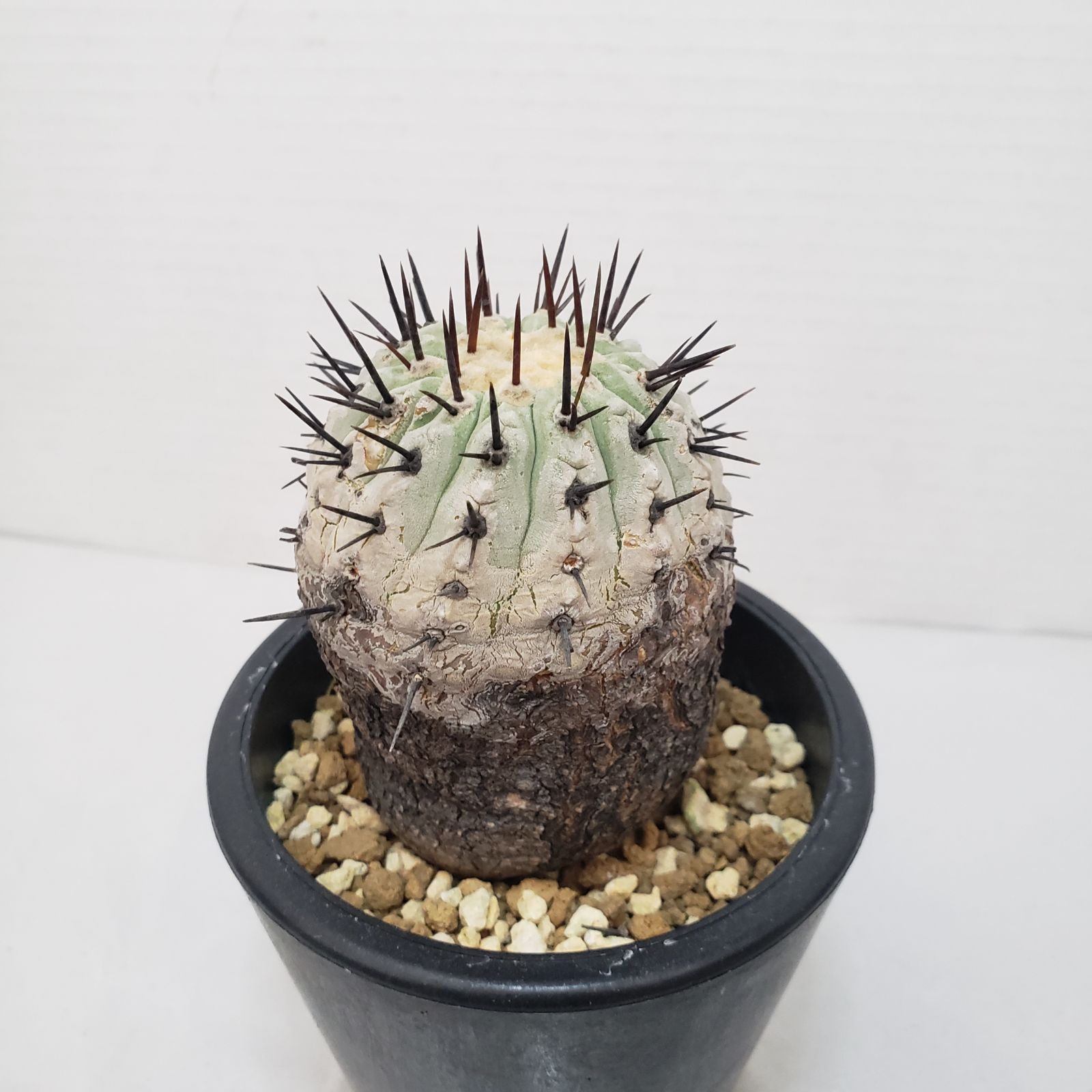 G420【自社養生株】コピアポア コルムナアルバ（発根株・鉢植え