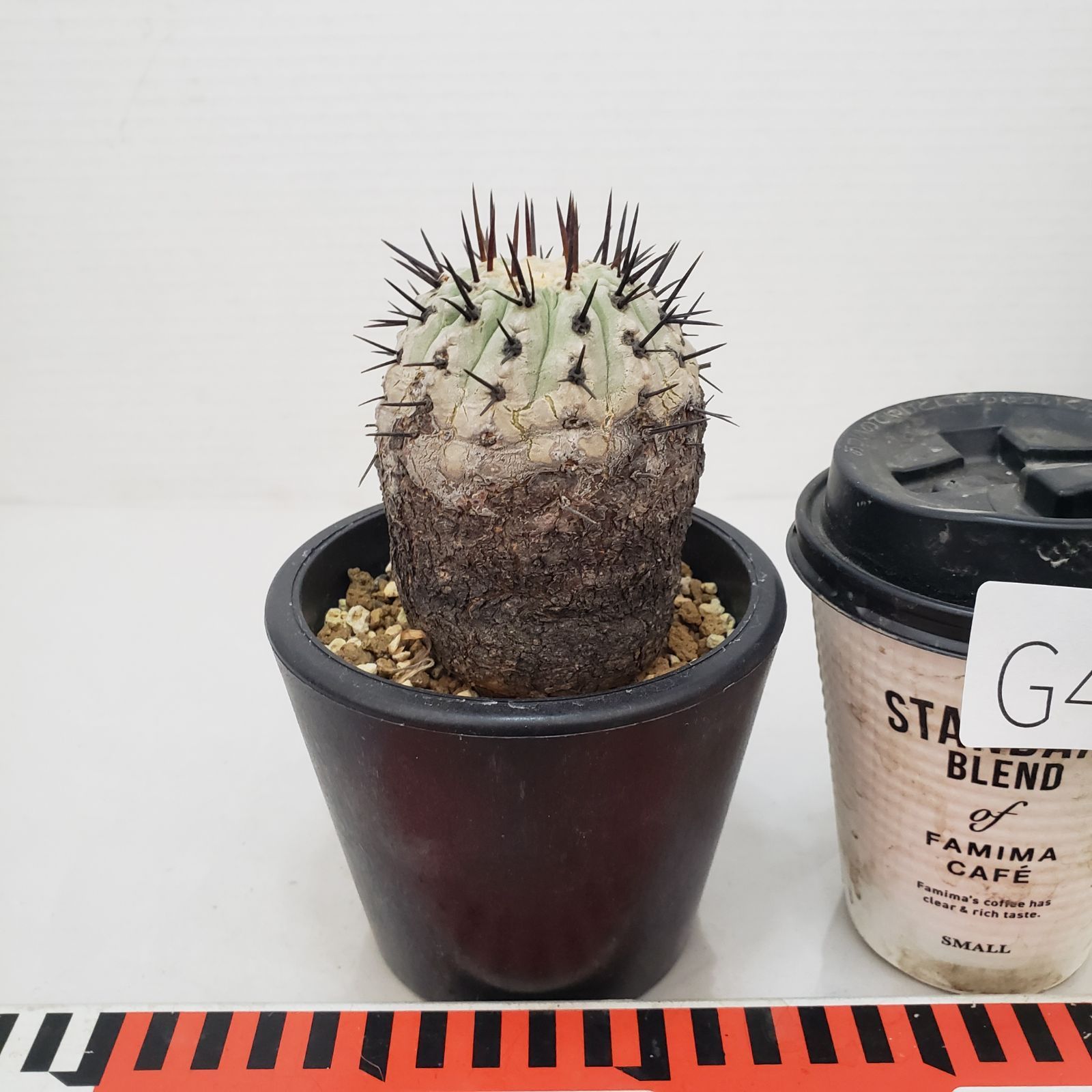 コピアポア コルムナアルバ y鉢付き botanize コピアポア コルムナアルバ y鉢付き botanize