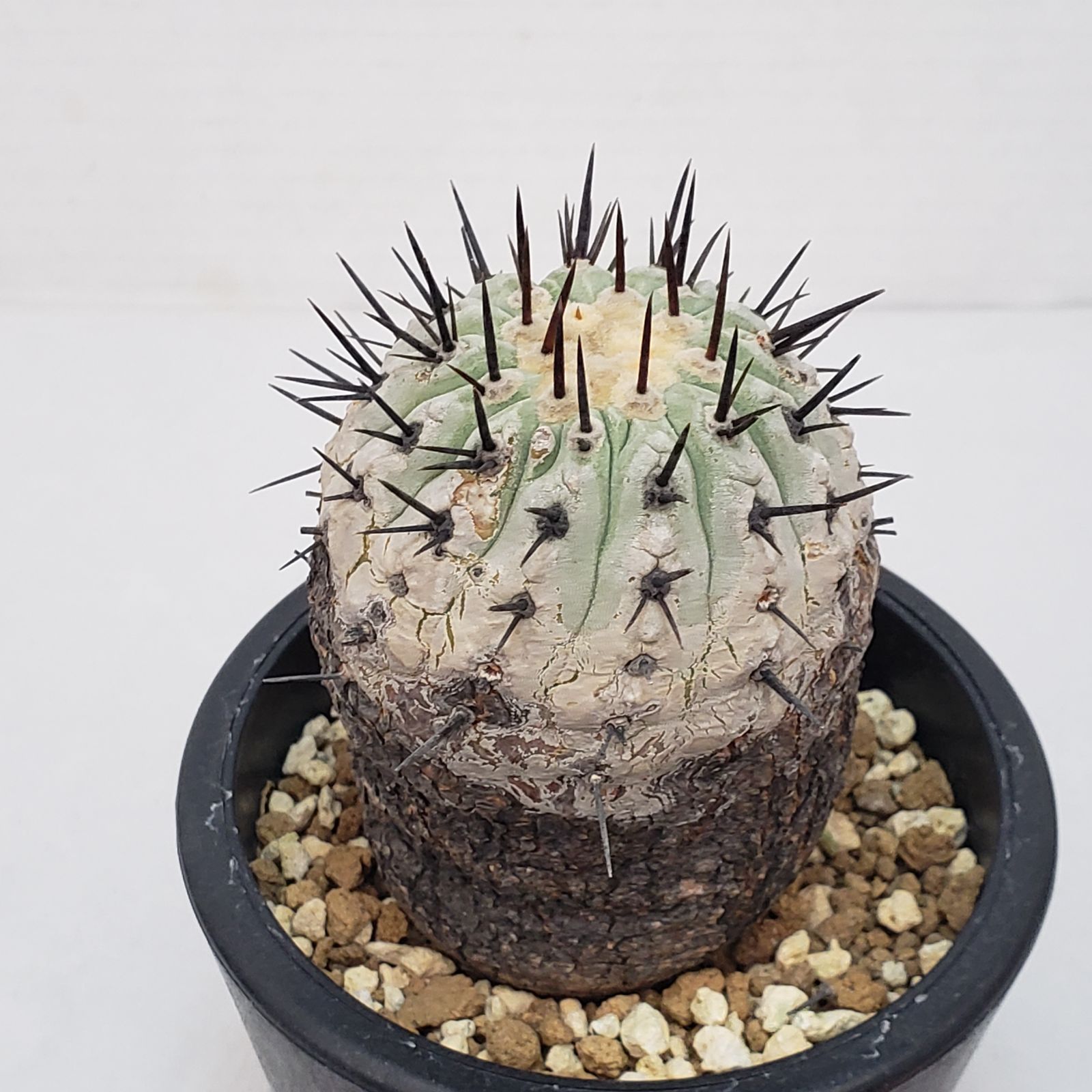 コピアポア コルムナアルバ y鉢付き botanize コピアポア コルムナアルバ y鉢付き botanize