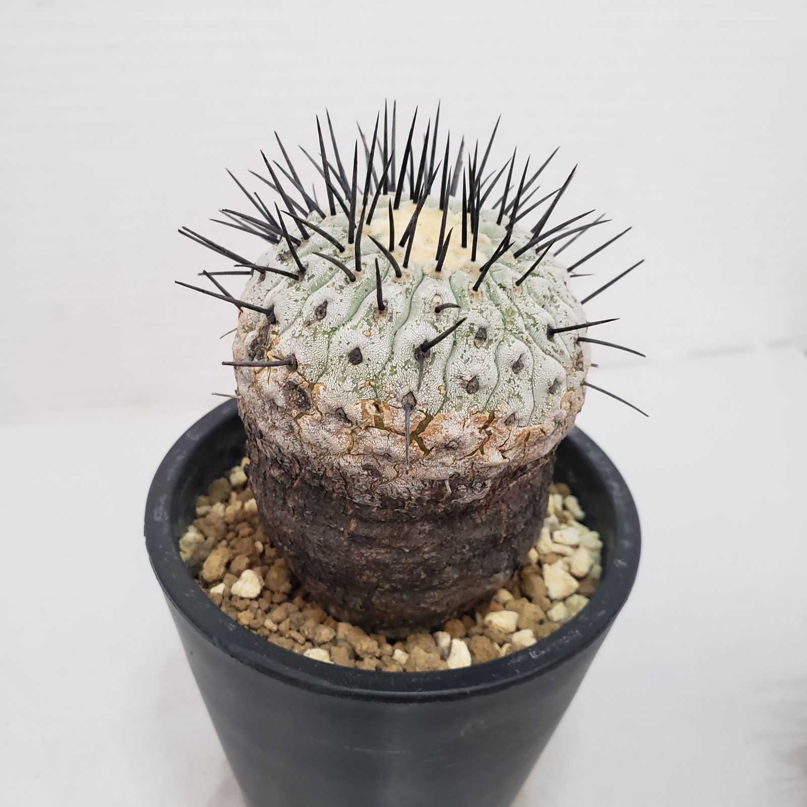 G421【自社養生株】コピアポア コルムナアルバ（発根株・鉢植え