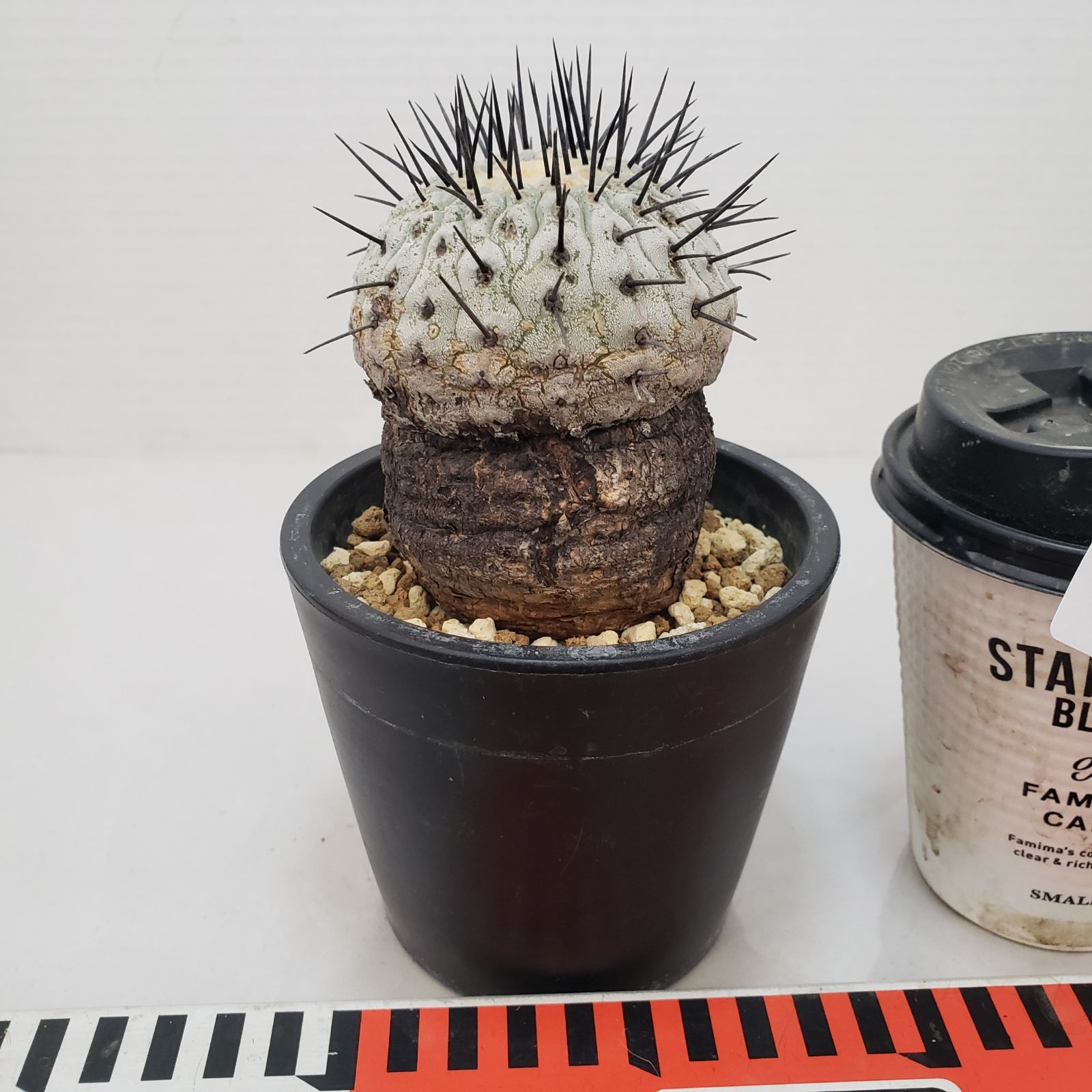 コピアポア・コルムナアルバ　現地株　おまけ付け コピアポア・コルムナアルバ 現地株 おまけ付け