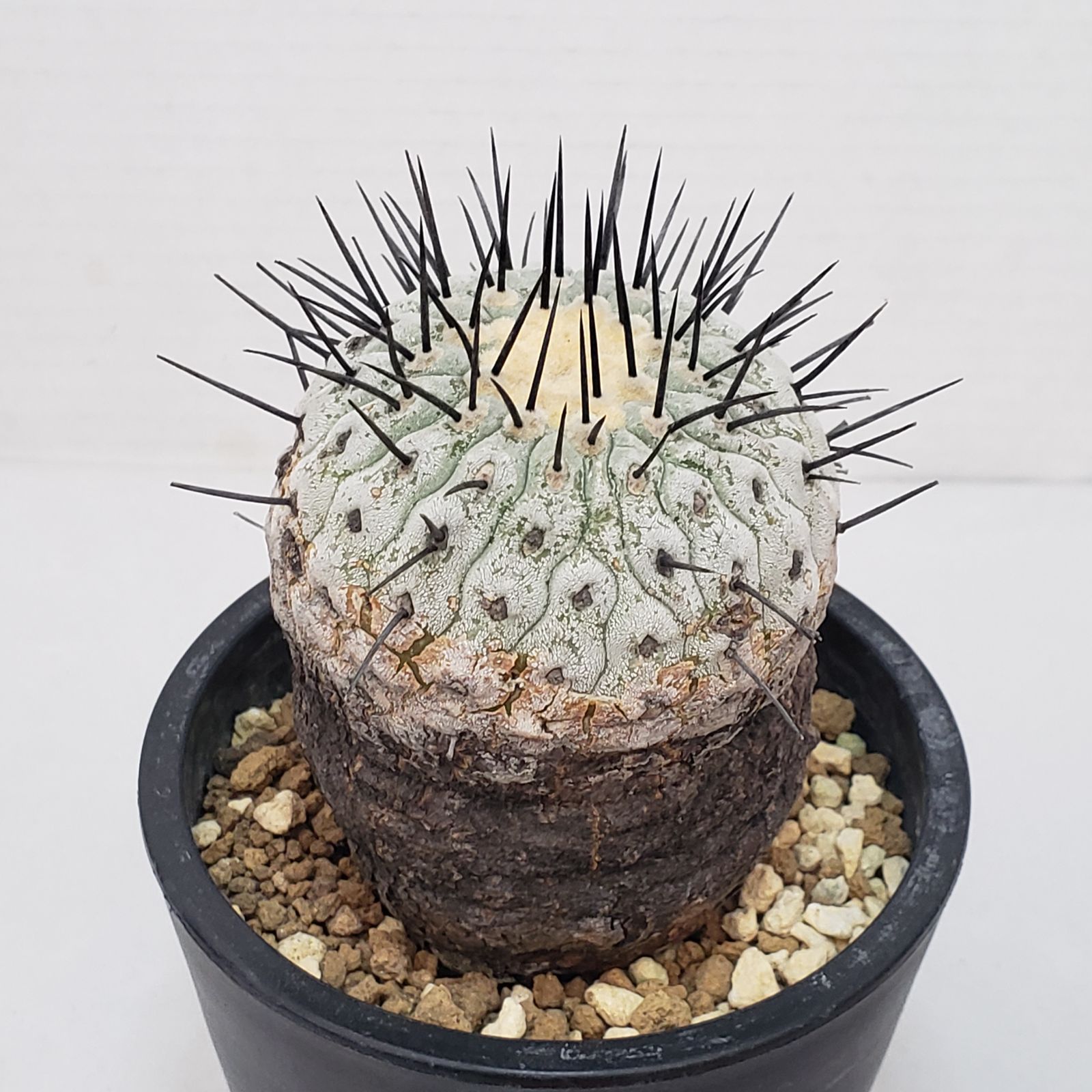 コレクション株！　コピアポア　コルムナアルバ　超美株　発根済！ コピアポア コルムナアルバ 孤竜丸 RAFLUMコレクション】コピアポア