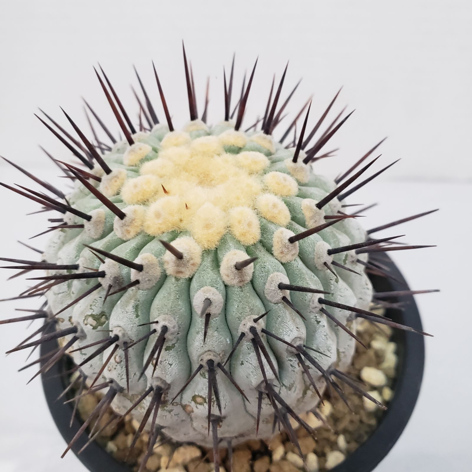 G422【自社養生株】コピアポア コルムナアルバ（発根株・鉢植え