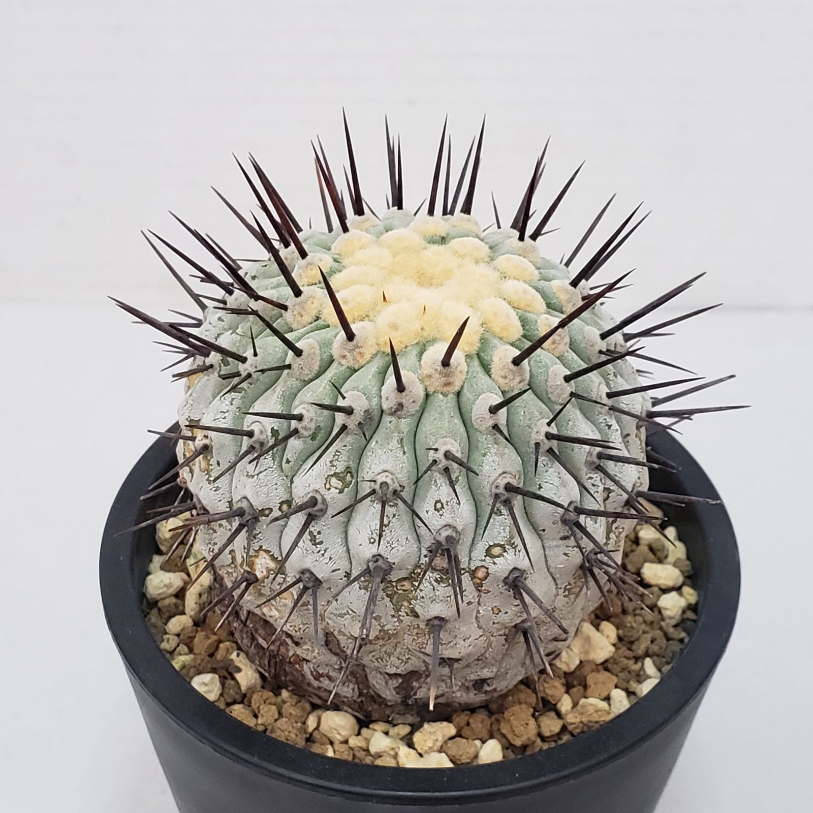 G422【自社養生株】コピアポア コルムナアルバ（発根株・鉢植え