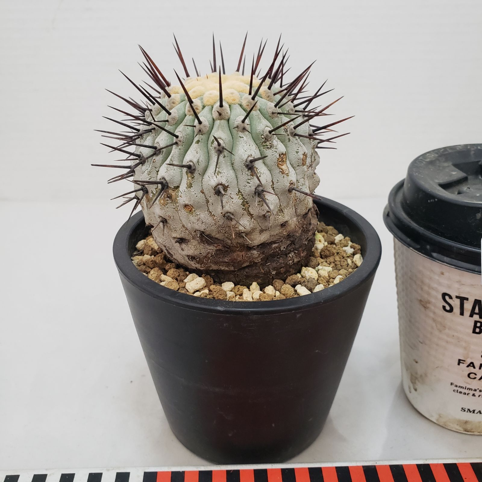 コルムナアルバ 実生 鉢植えメルカリ便送料込み G422【自社養生株】コピアポア コルムナアルバ（発根株・鉢植え