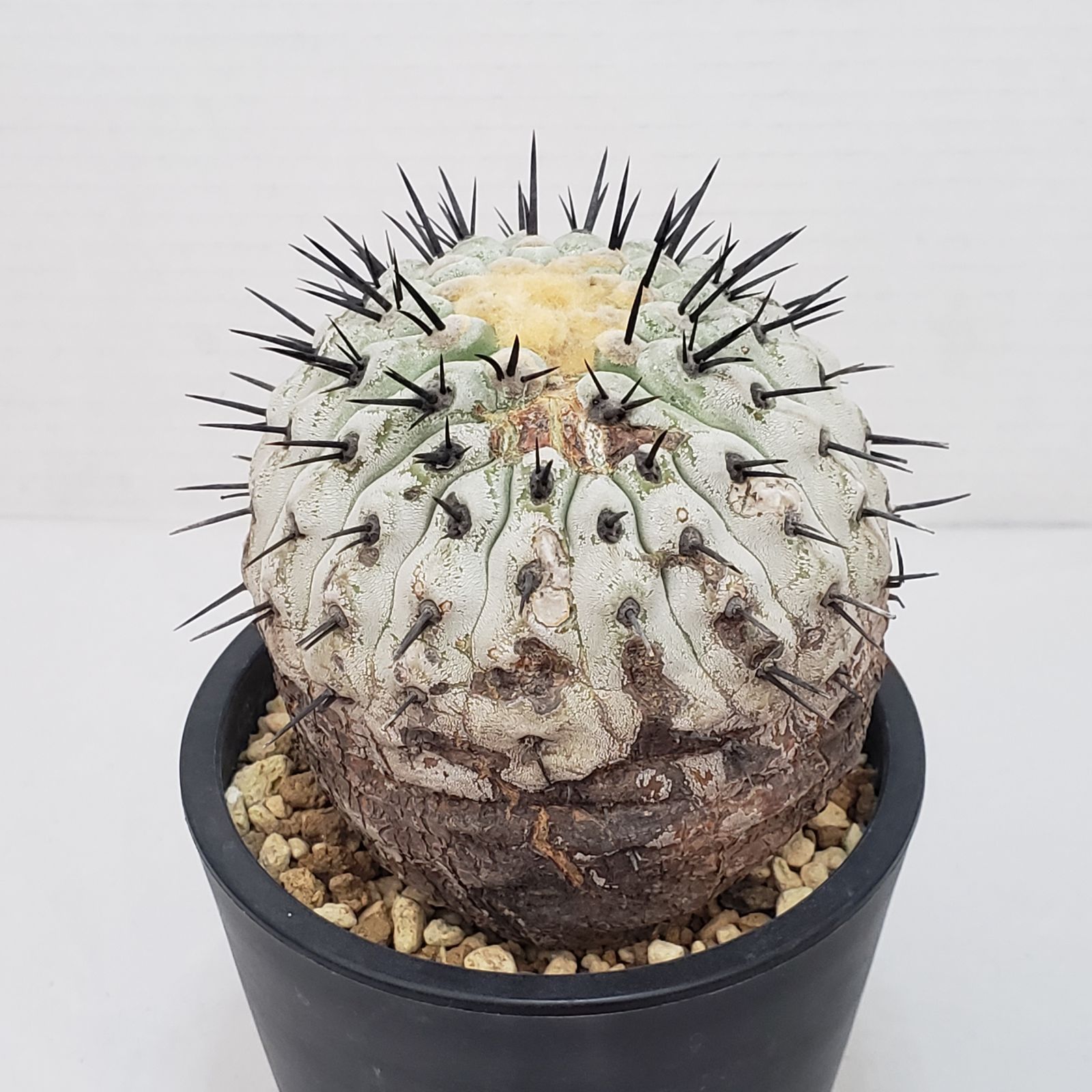 G 423 自社養生株 コピアポア コルムナアルバ 発根株 鉢植え サボテン 多肉植物