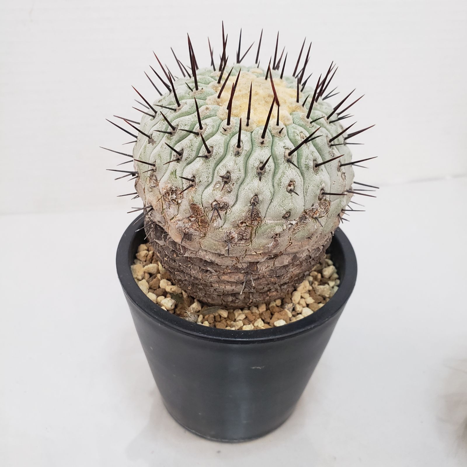 G425【自社養生株】コピアポア コルムナアルバ（発根株・鉢植え