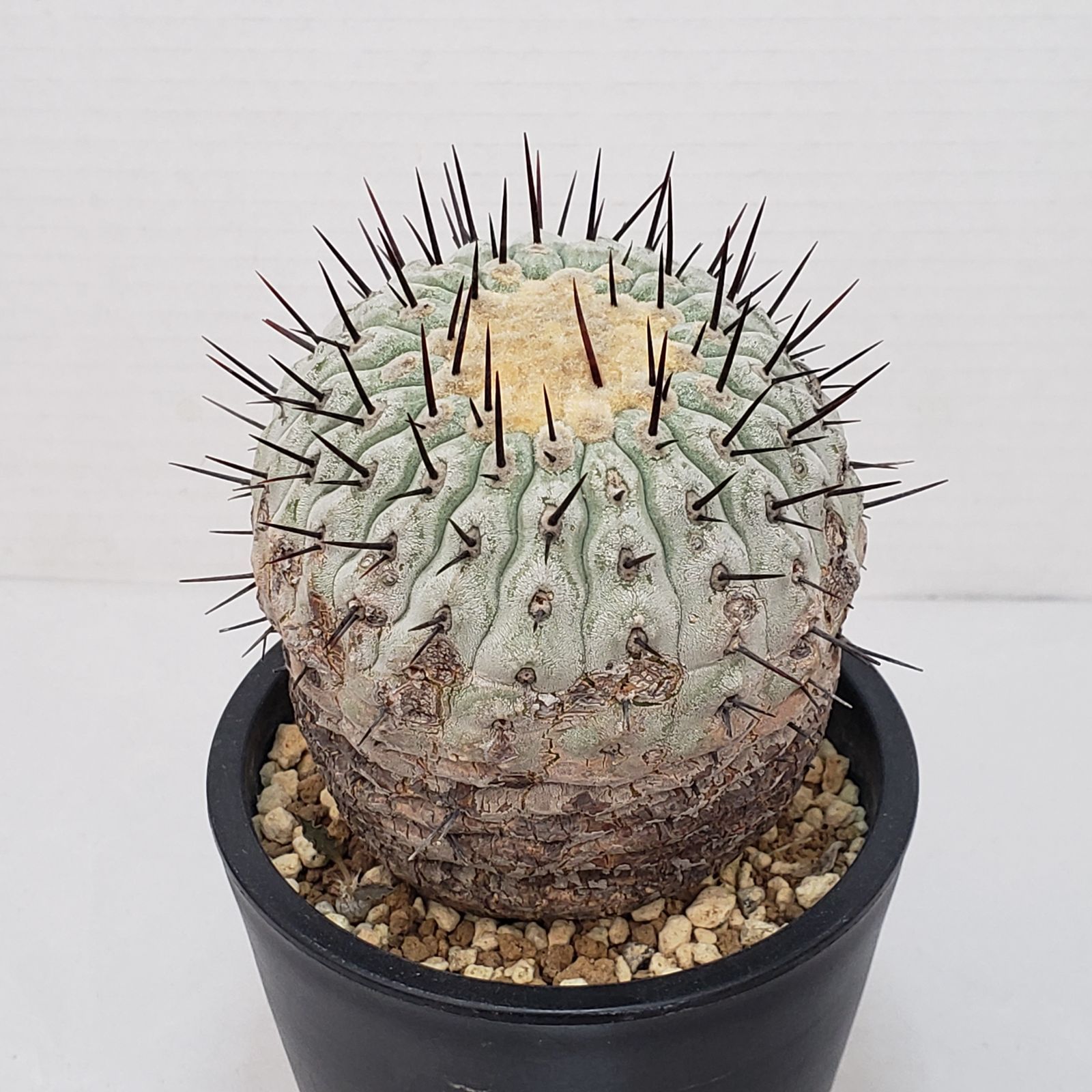 G 425 自社養生株 コピアポア コルムナアルバ 発根株 鉢植え サボテン 多肉植物