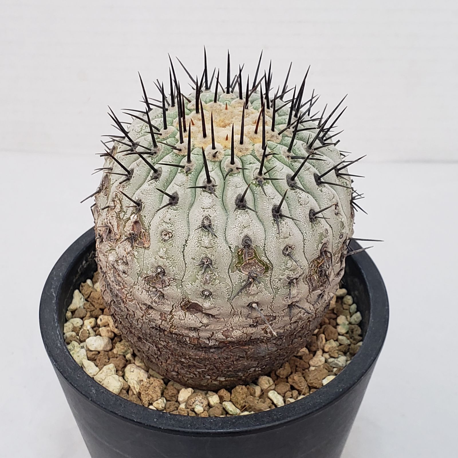 G426【自社養生株】コピアポア コルムナアルバ（発根株・鉢植え