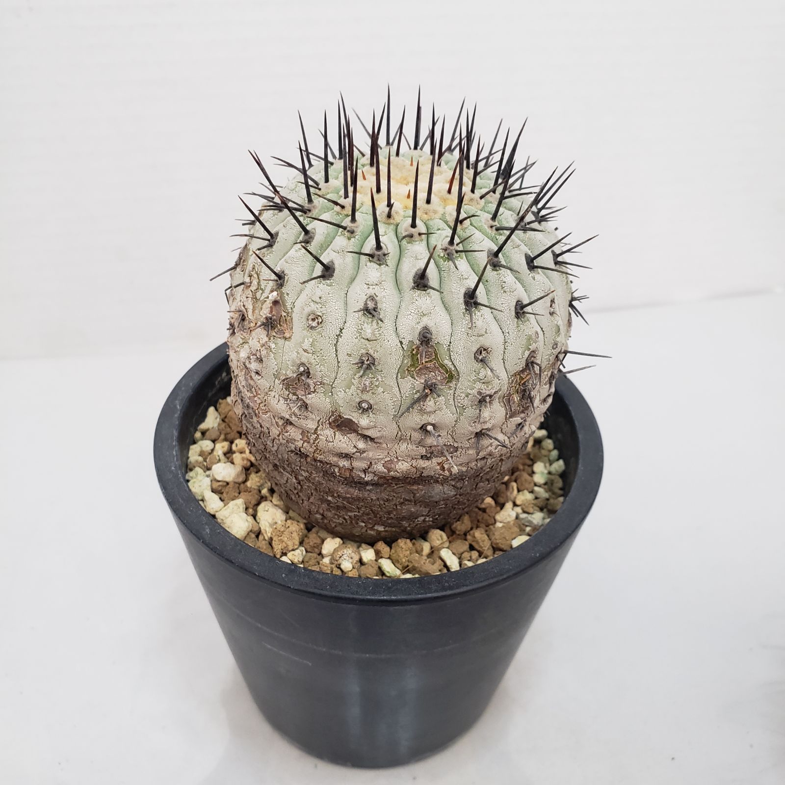 G426【自社養生株】コピアポア コルムナアルバ（発根株・鉢植え