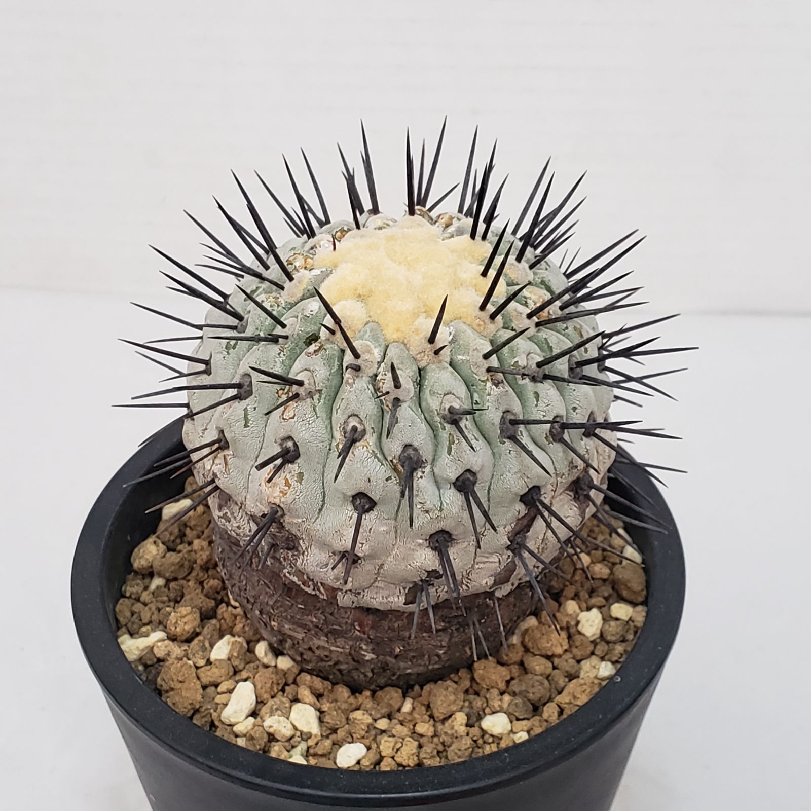 サボテン　コルムナアルバ 見渡す限りのコピアポア・コルムナアルバに圧倒される光景です。世界で