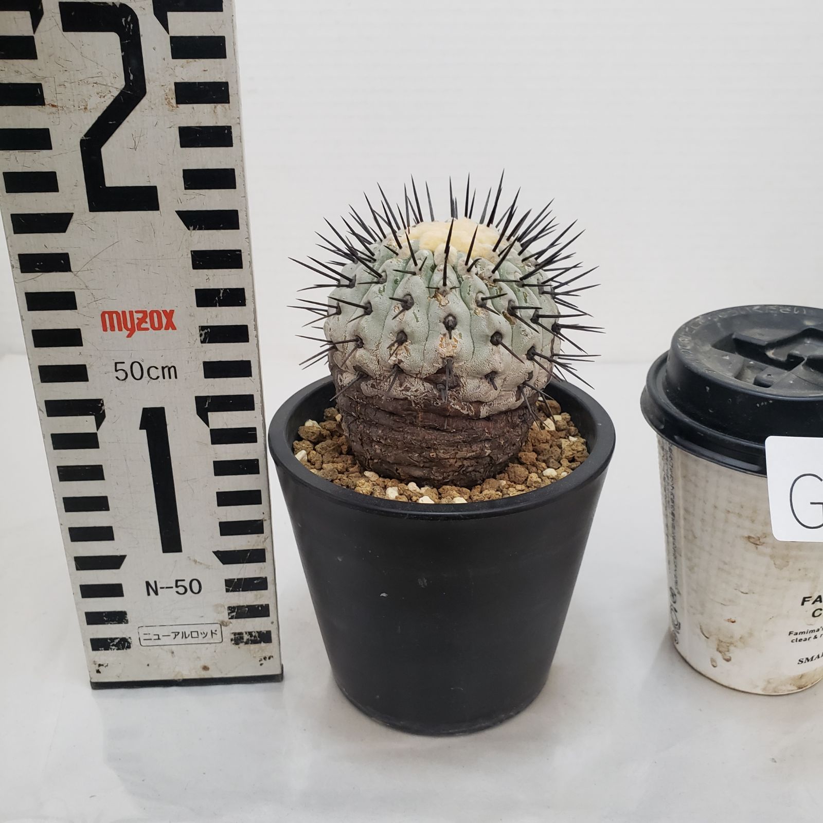 サボテン　コルムナアルバ コピアポア コルムナアルバ 孤竜丸 Ⅾ | Green Shop MITSUBACHI