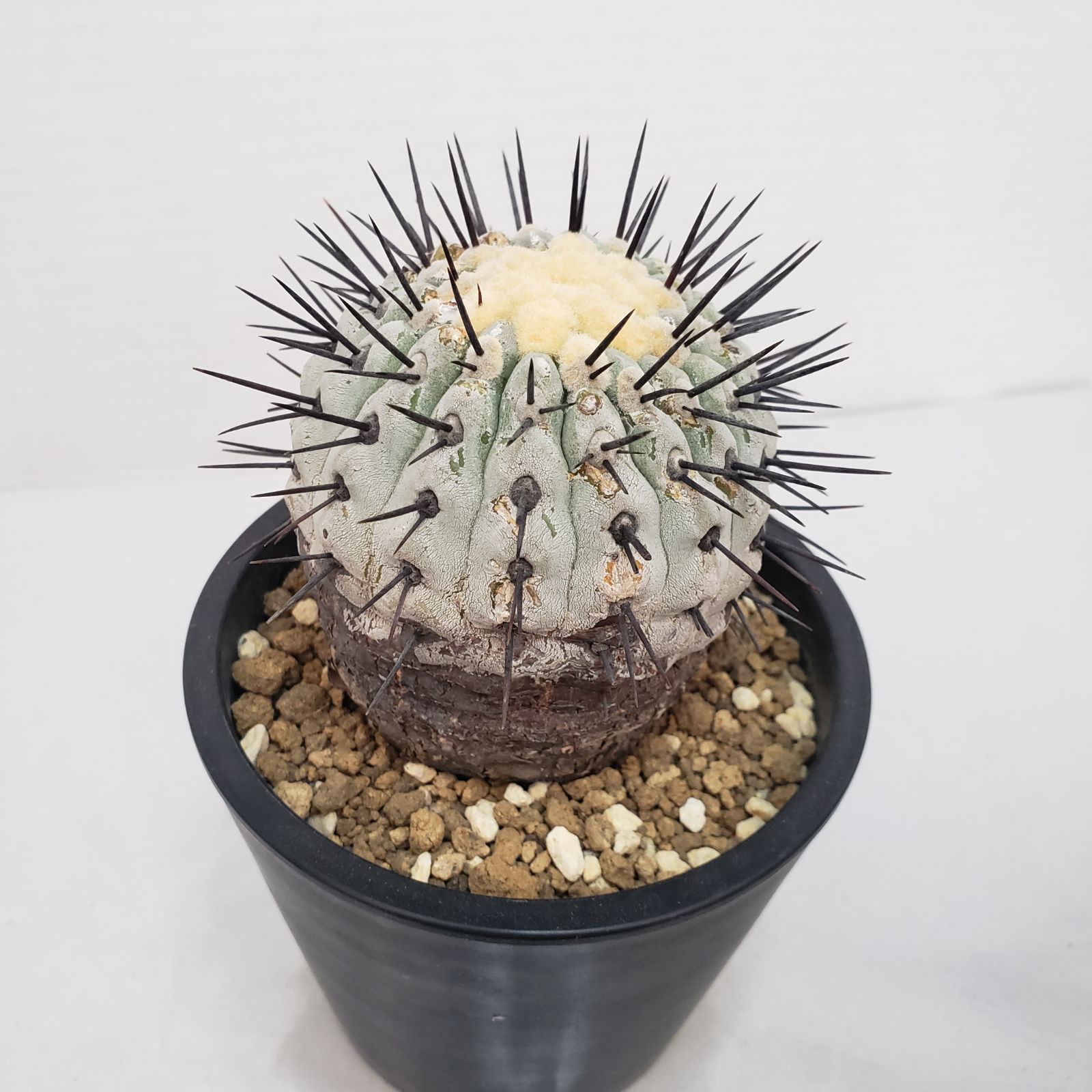 G427【自社養生株】コピアポア コルムナアルバ（発根株・鉢植え