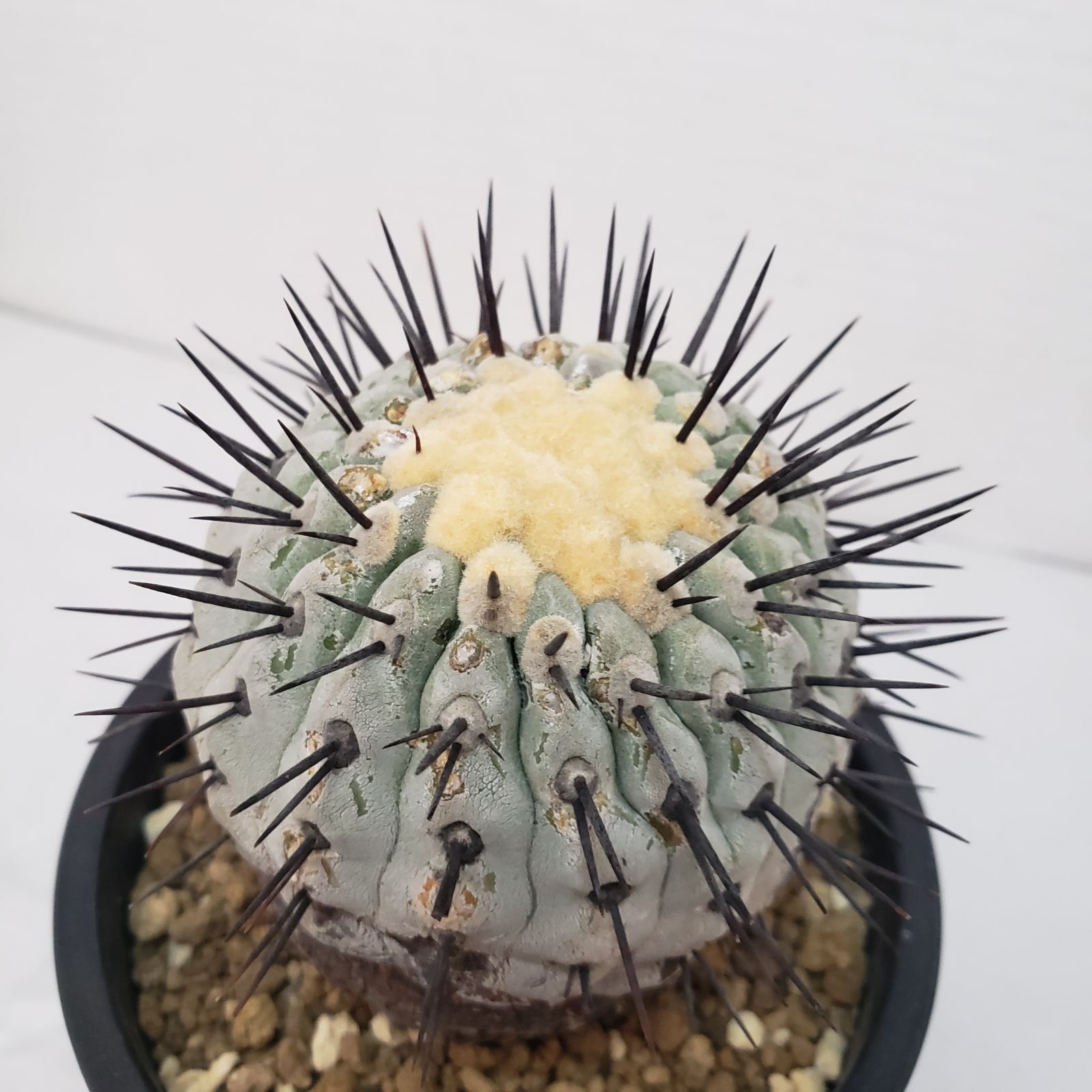 G427【自社養生株】コピアポア コルムナアルバ（発根株・鉢植え