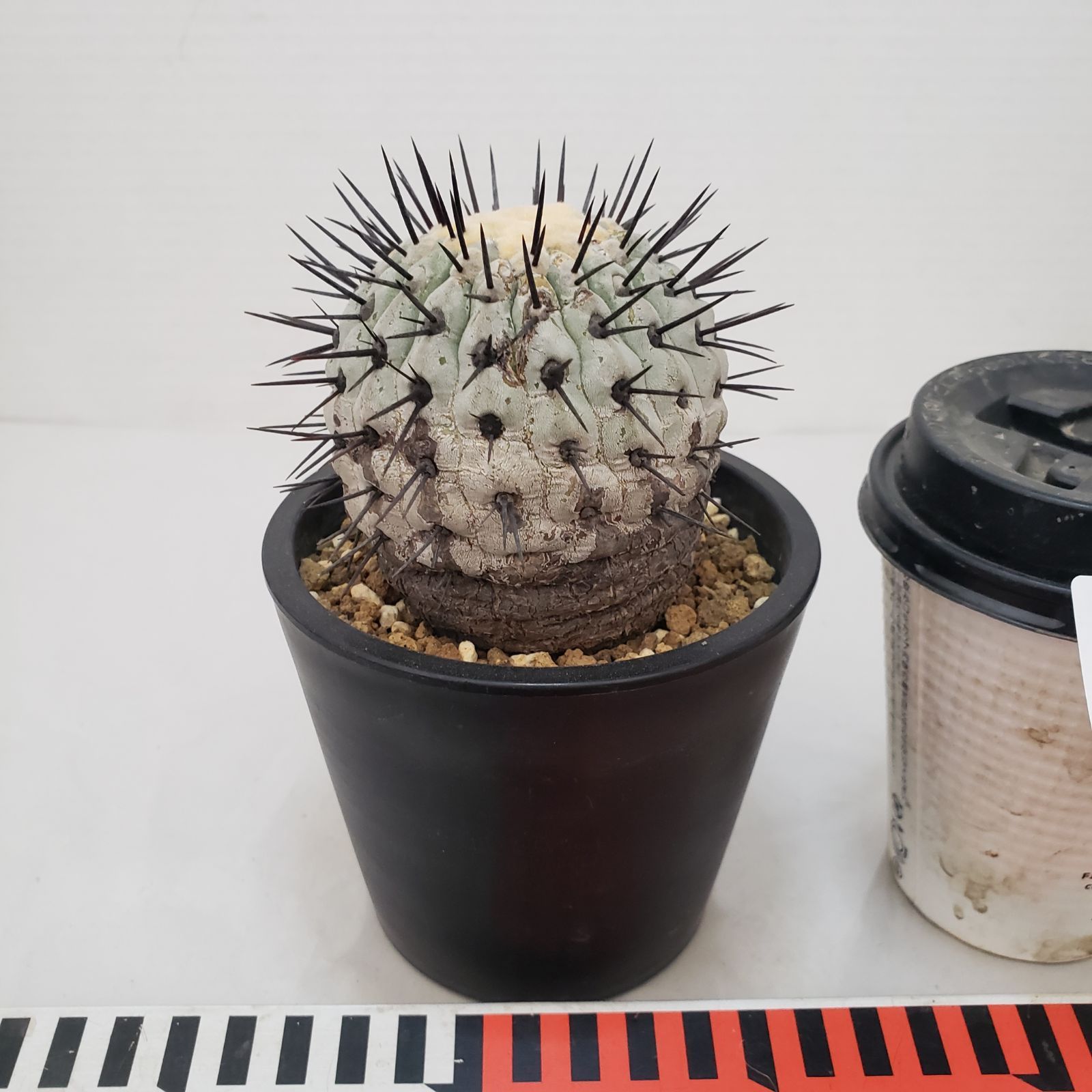 G427【自社養生株】コピアポア コルムナアルバ（発根株・鉢植え