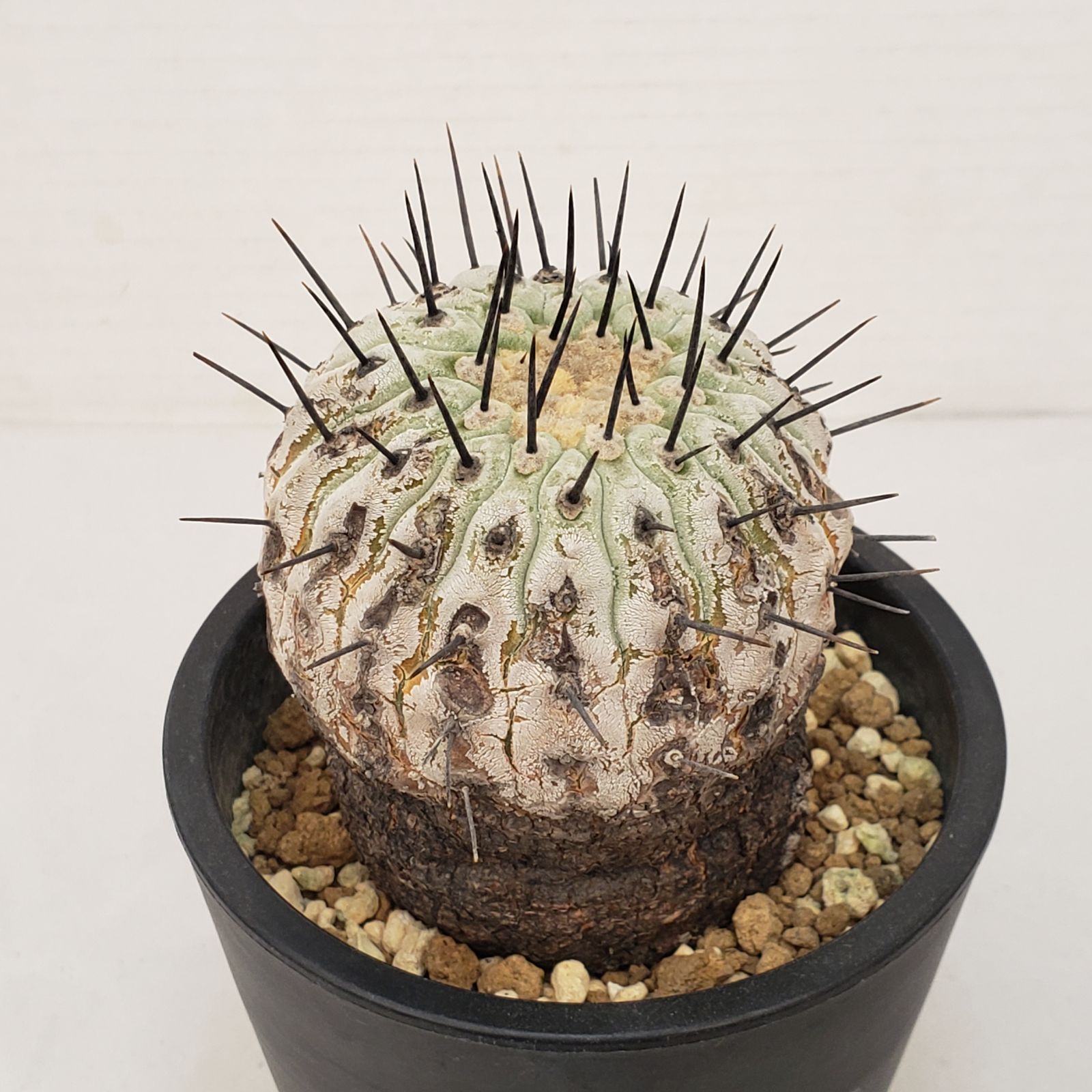 G 428 自社養生株 コピアポア コルムナアルバ 発根株 鉢植え サボテン 多肉植物