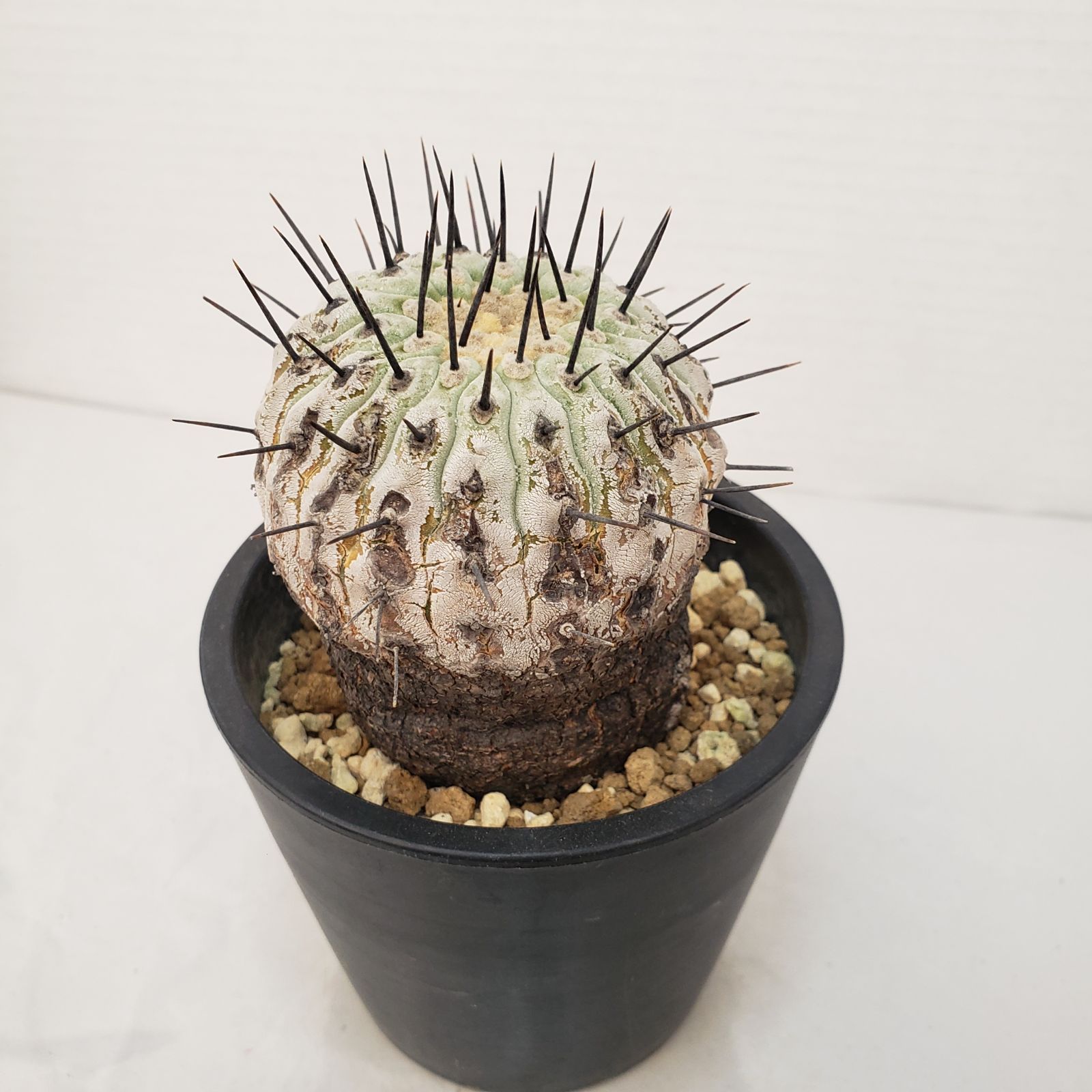 G428【自社養生株】コピアポア コルムナアルバ（発根株・鉢植え