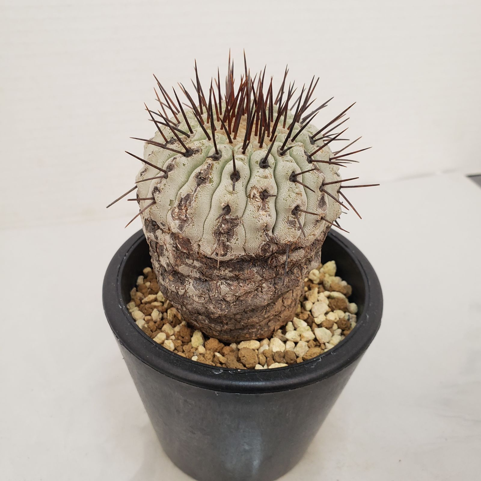 コピアポア コルムナアルバ y鉢付き botanize コピアポア コルムナアルバ y鉢付き botanize