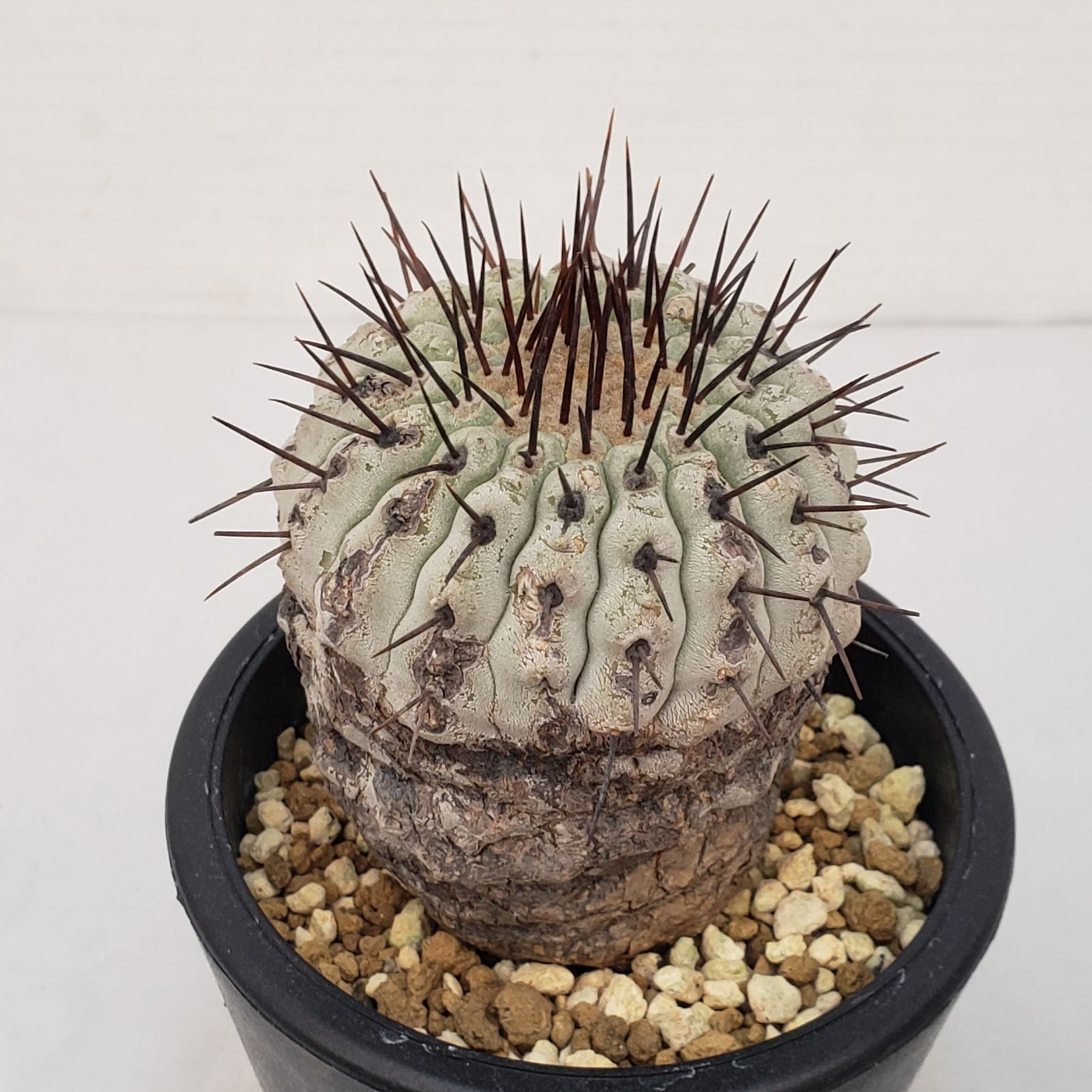 G 430 自社養生株 コピアポア コルムナアルバ 発根株 鉢植え サボテン 多肉植物