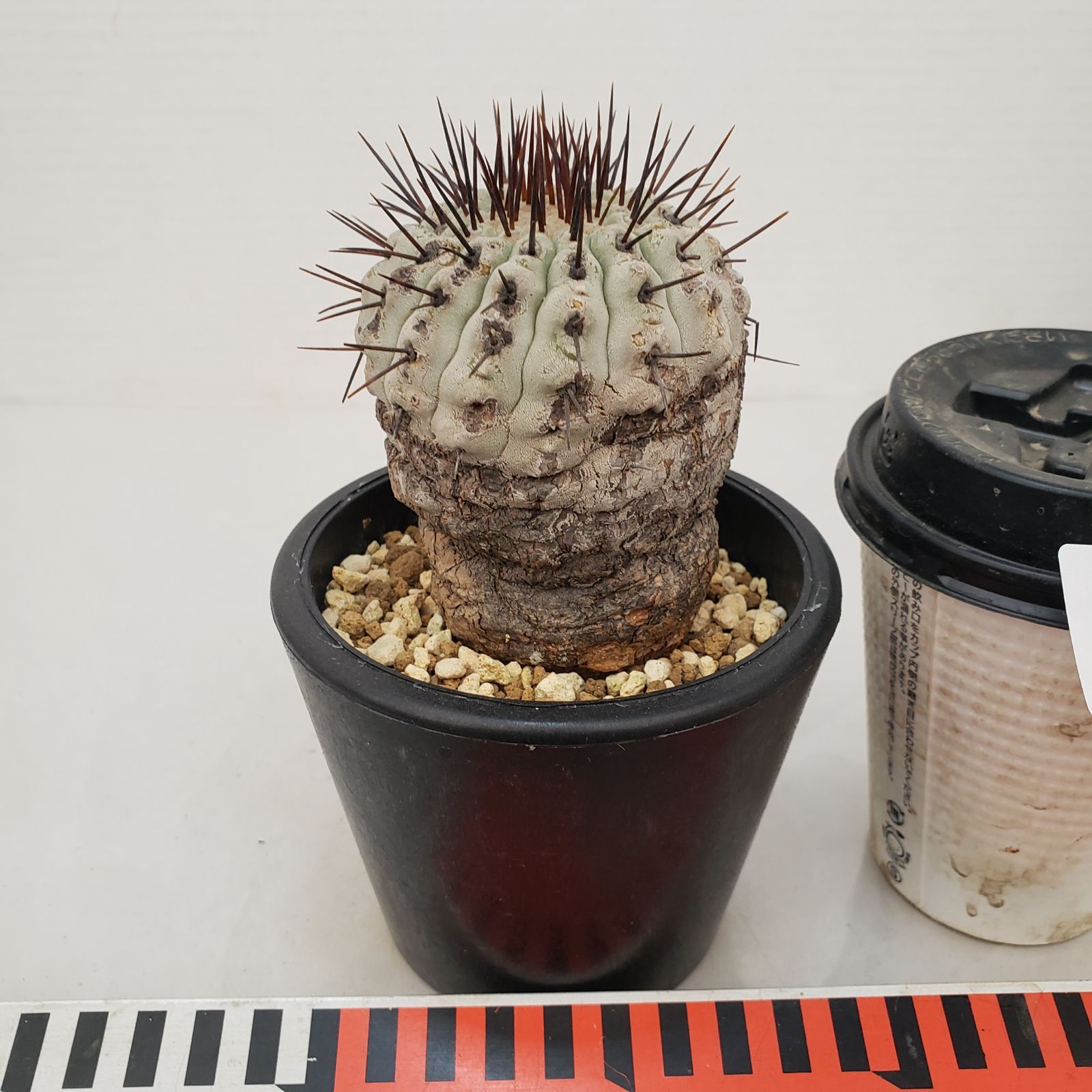 G430【自社養生株】コピアポア コルムナアルバ（発根株・鉢植え