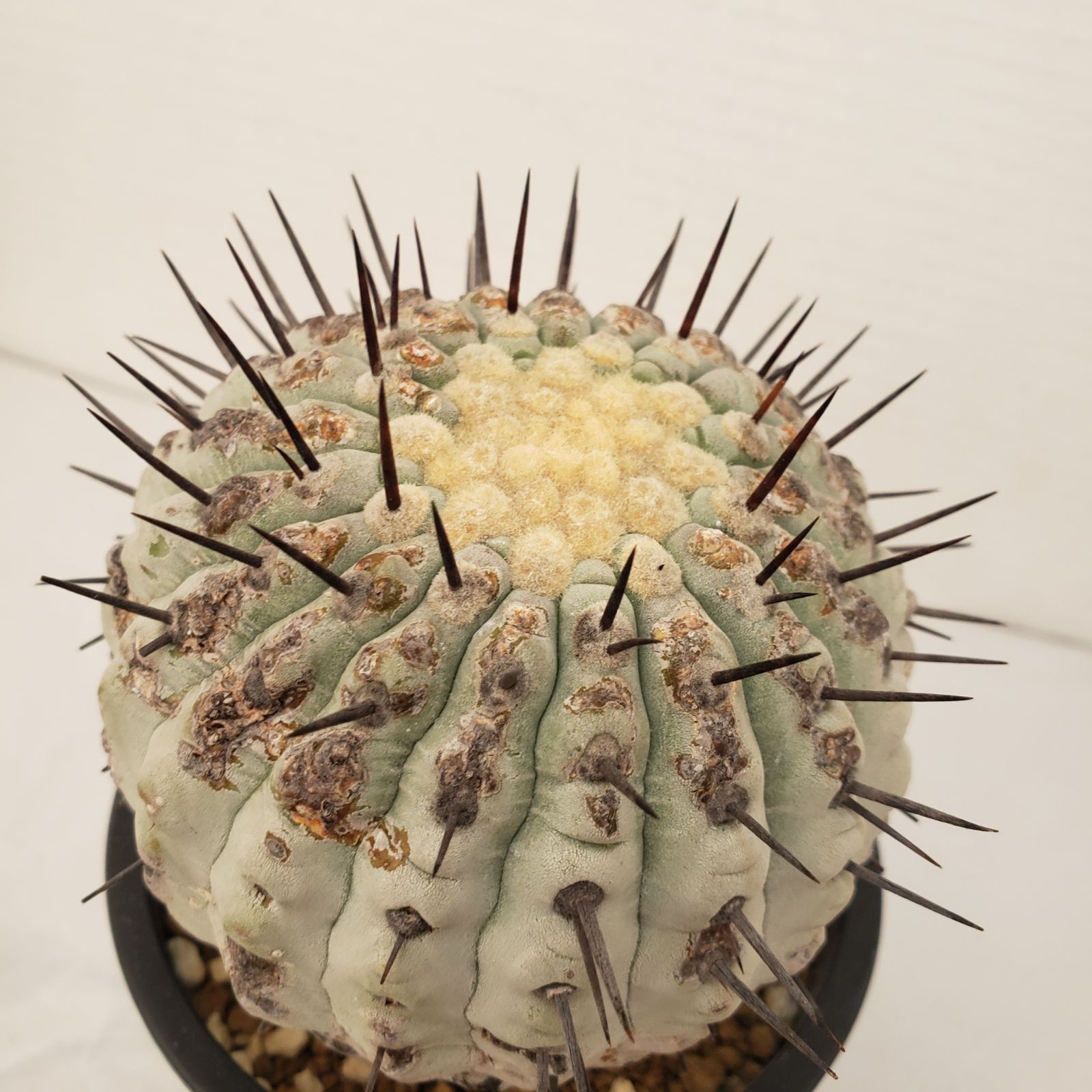 G432【自社養生株】コピアポア コルムナアルバ（発根株・鉢植え