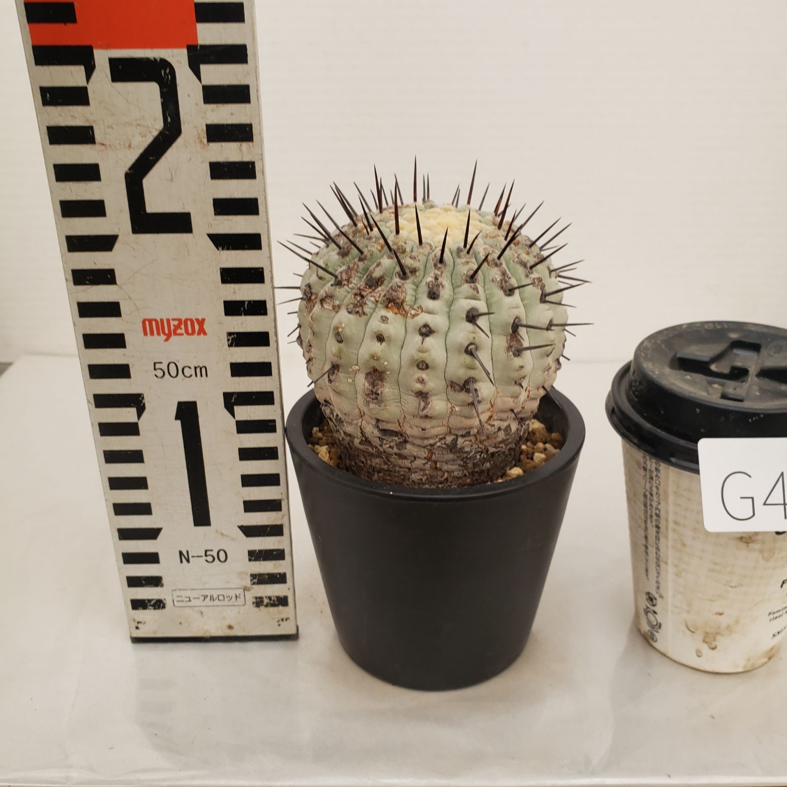 G432【自社養生株】コピアポア コルムナアルバ（発根株・鉢植え