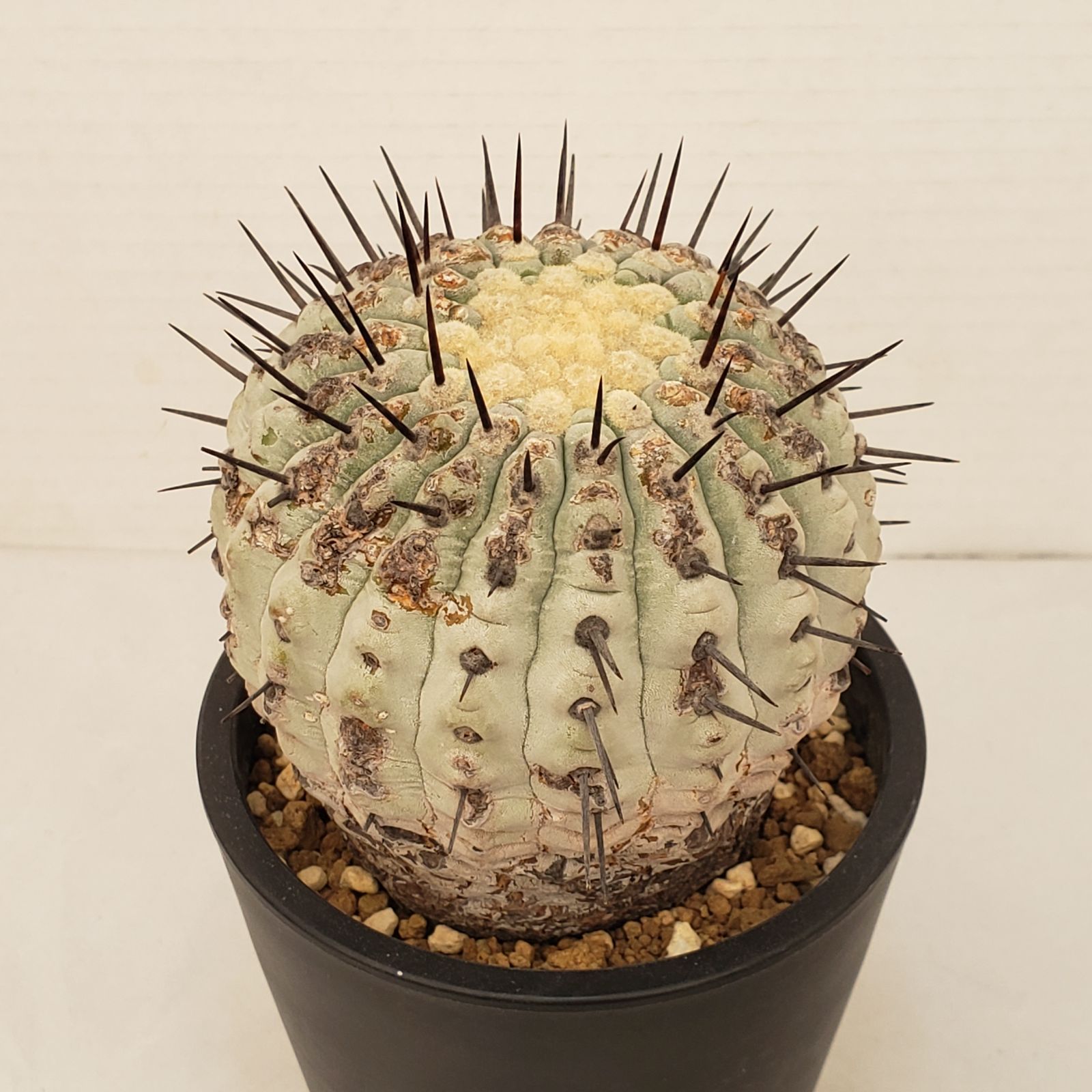 サボテン　コルムナアルバ コピアポア コルムナアルバ 孤竜丸 A | Green Shop MITSUBACHI