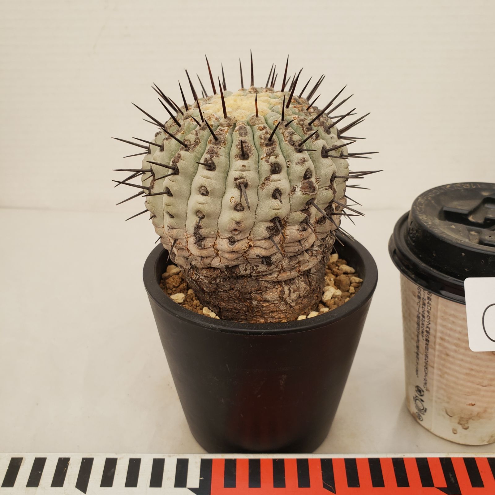 G432【自社養生株】コピアポア コルムナアルバ（発根株・鉢植え