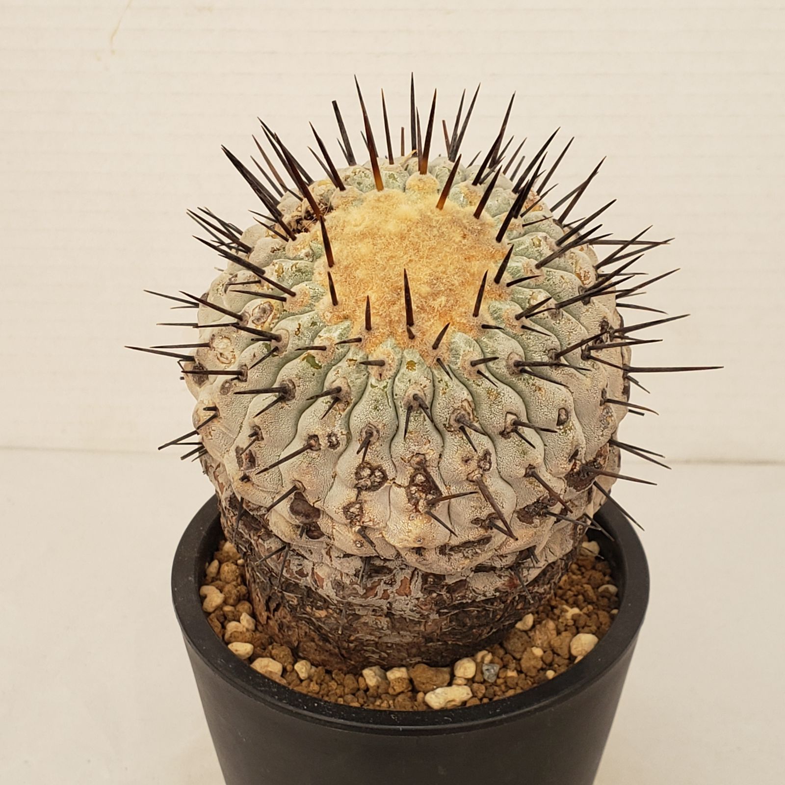 G433【自社養生株】コピアポア コルムナアルバ（発根株・鉢植え