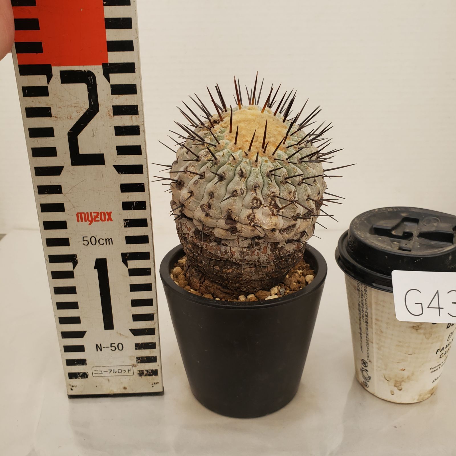 G433【自社養生株】コピアポア コルムナアルバ（発根株・鉢植え